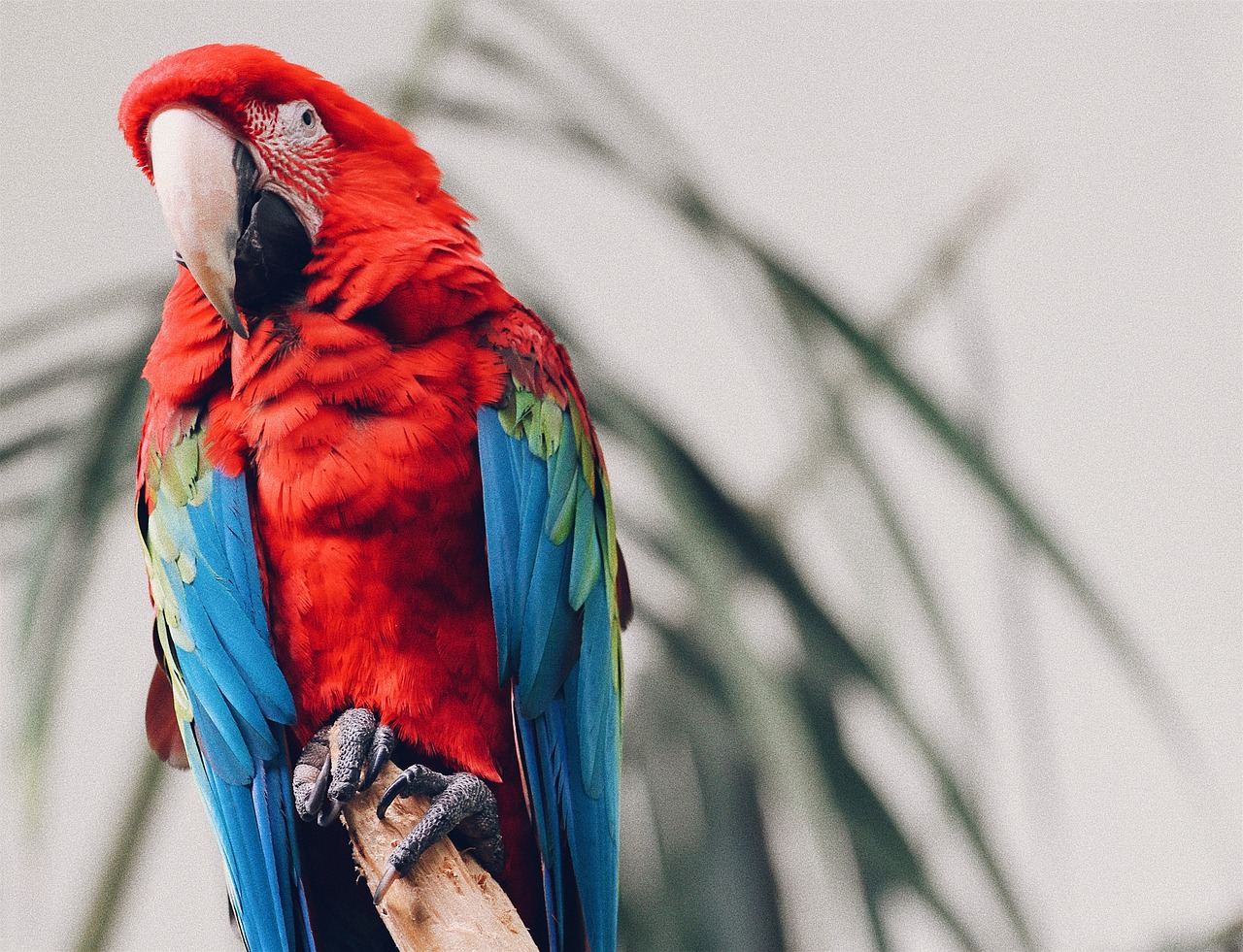 colorful feather bird free photo