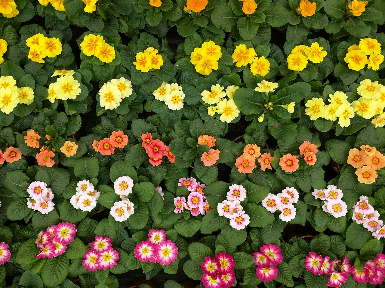 colorful flowers plant free photo