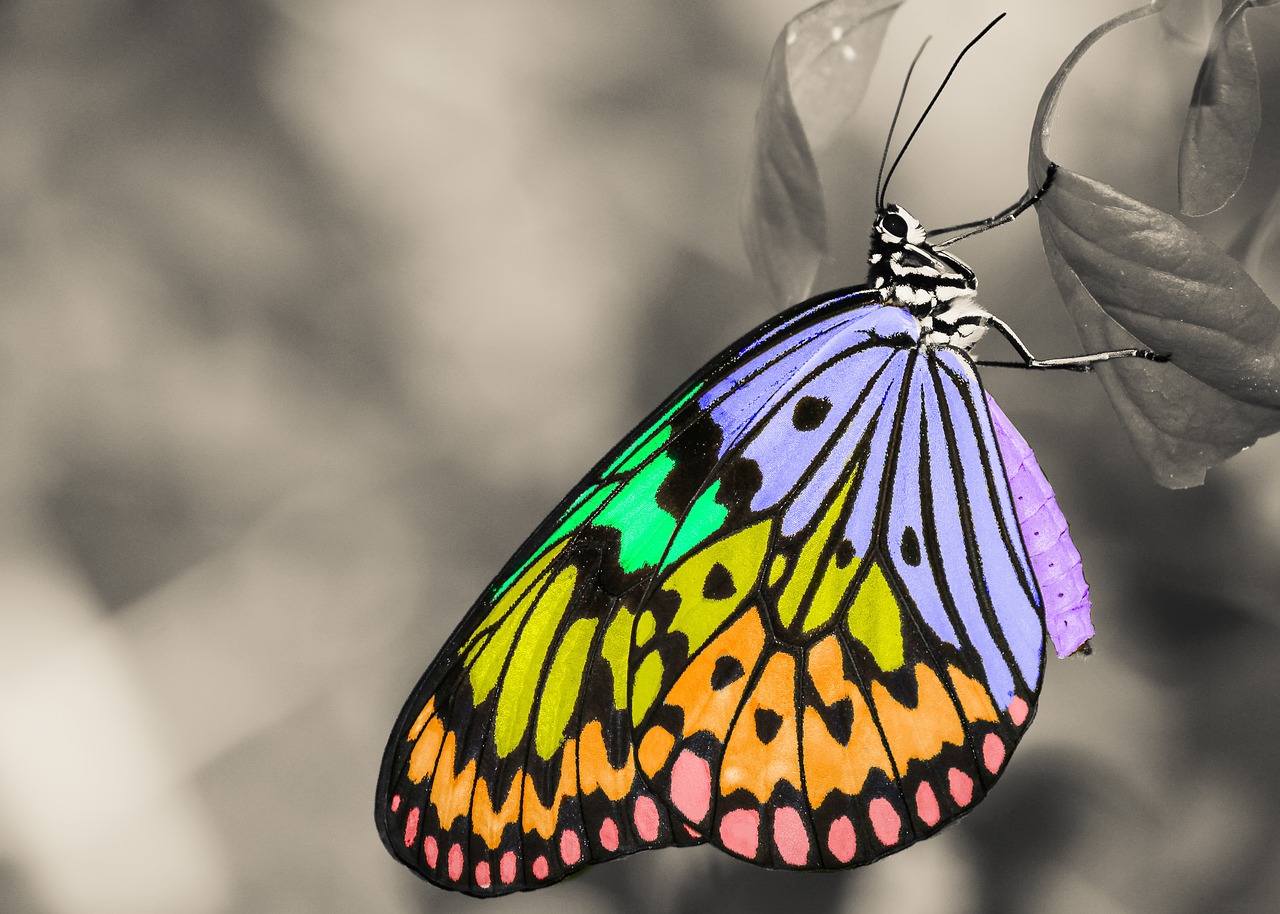 colorful insect butterfly free photo