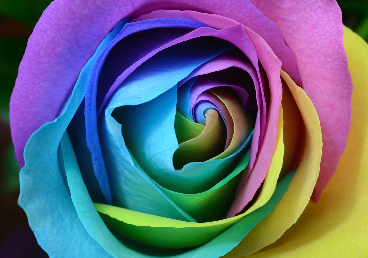 colorful petals flower free photo