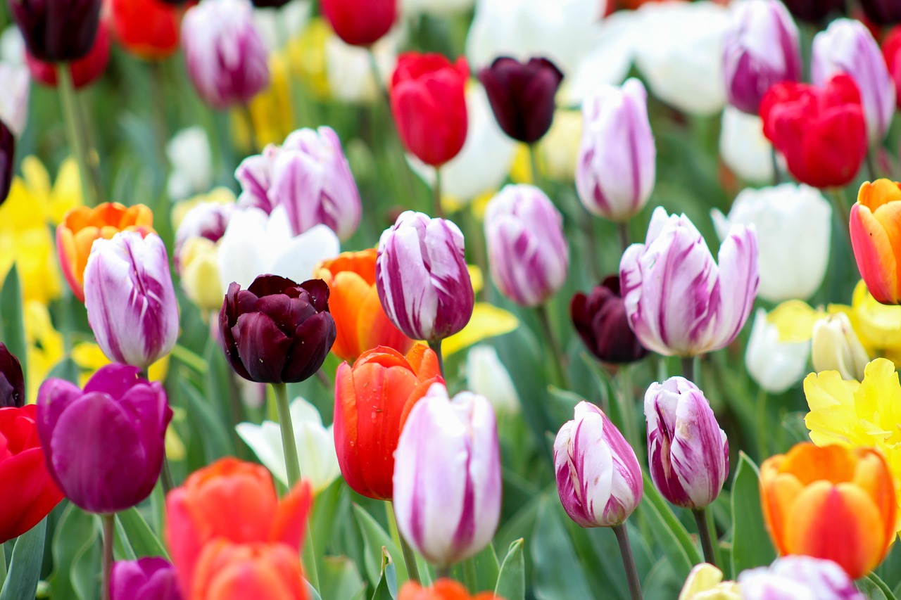 colorful tulips summer free photo