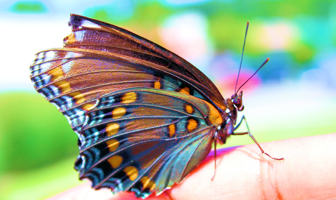 colorful butterfly insect free photo