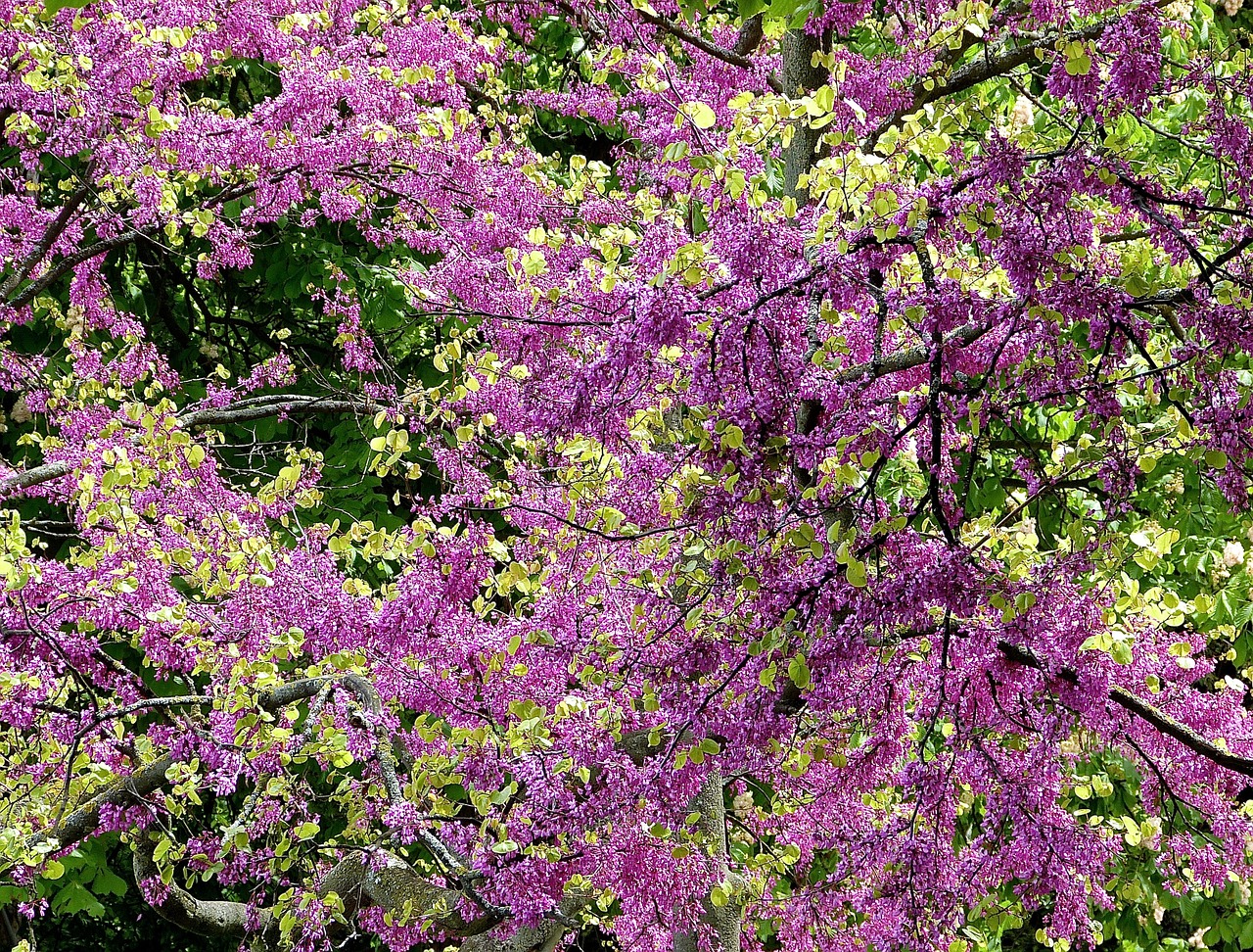 colorful spring blütenmeer free photo