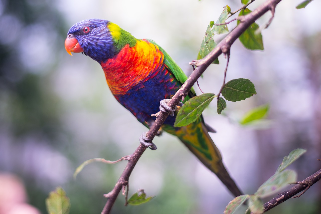 colorful  bird  parrot free photo