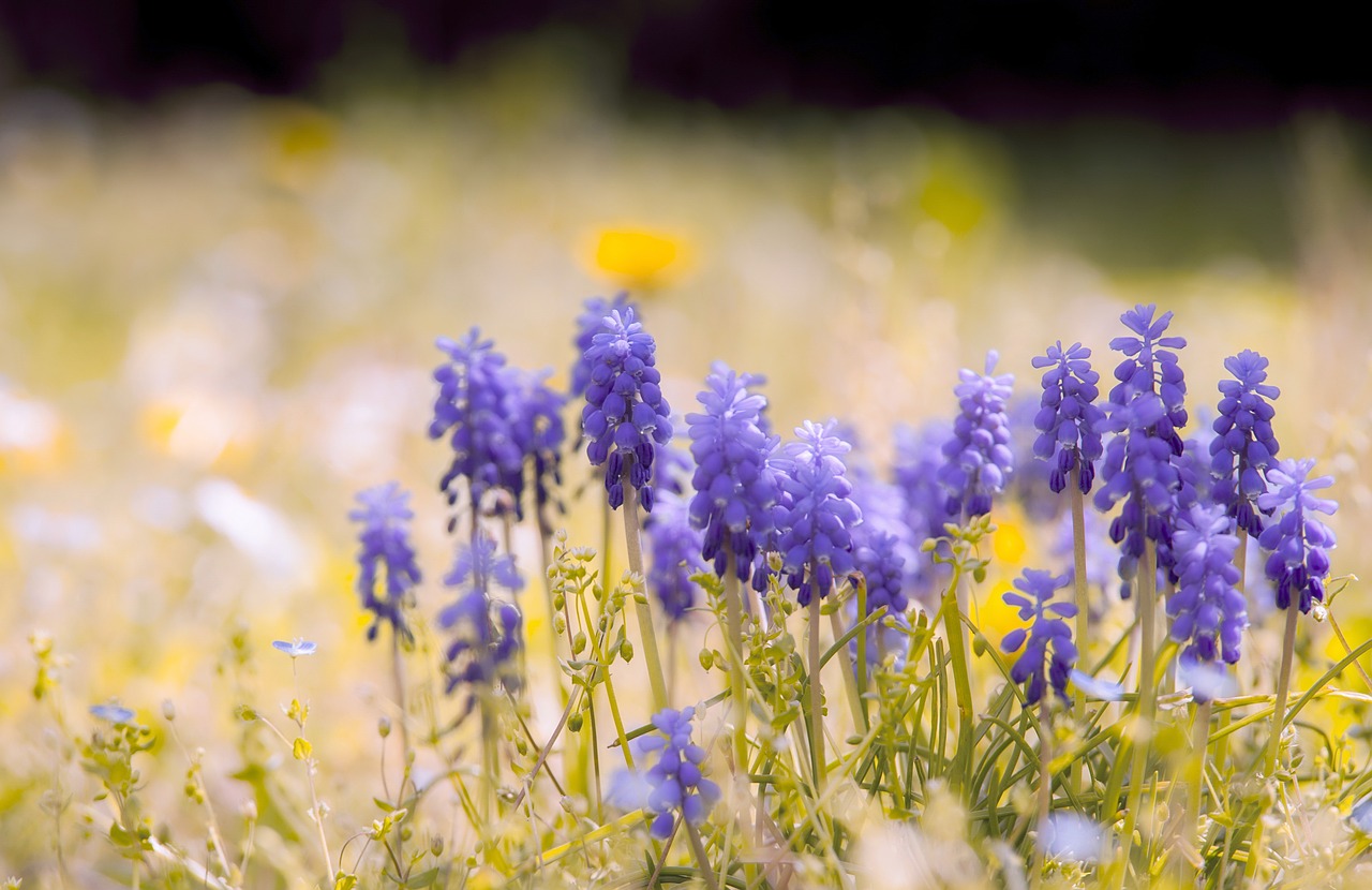 colorful  flowers  botany free photo