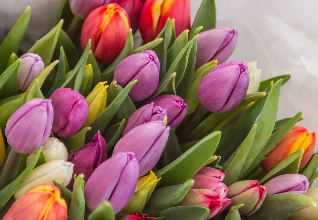 colorful  tulips  spring free photo