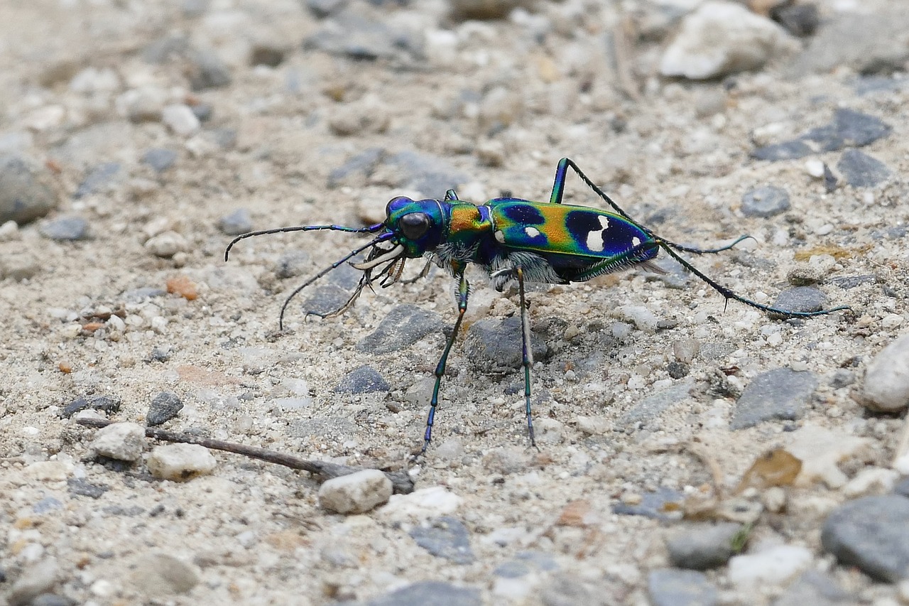 colorful  tiger beetle  insect free photo