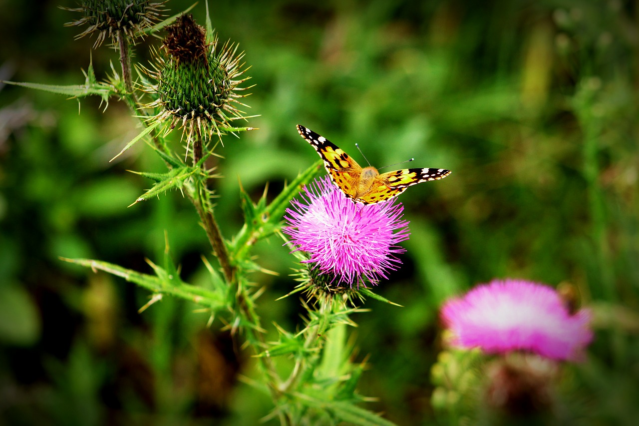 colorful  insect  wing free photo