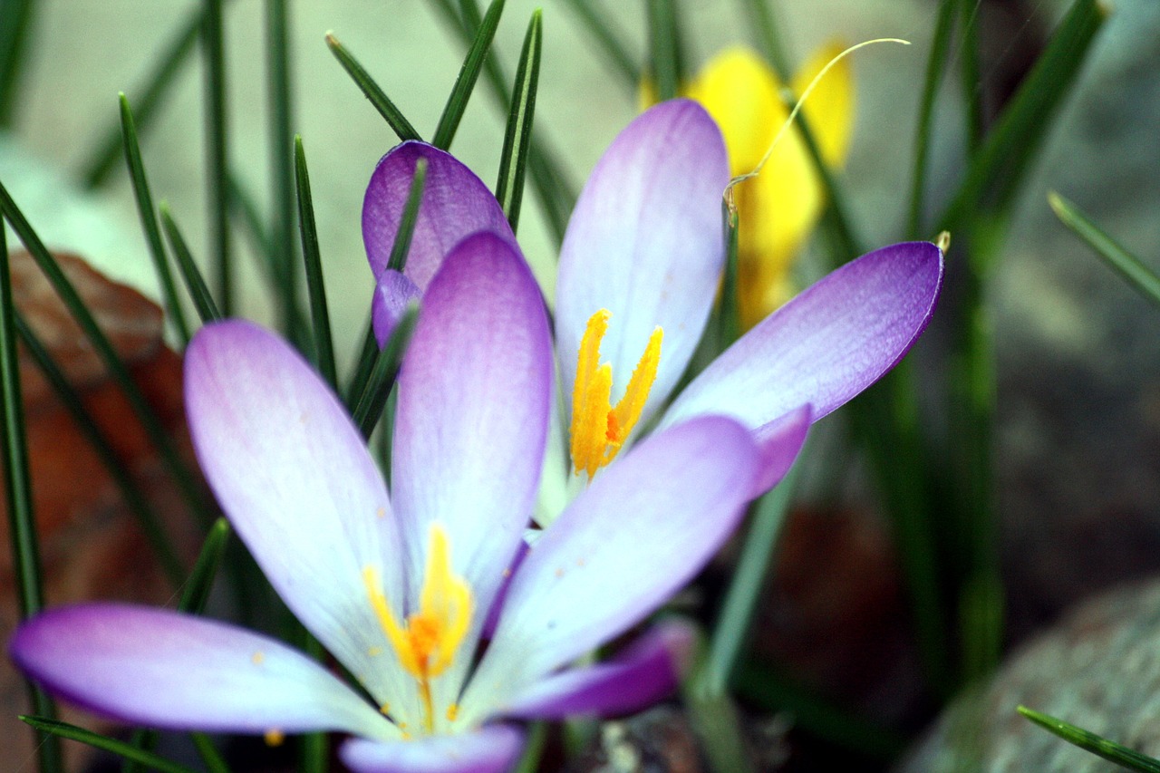 colorful  spring  crocus free photo