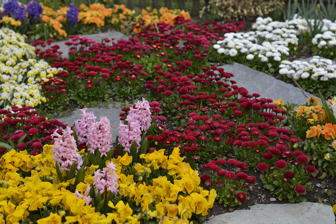 colorful  flower  plant free photo