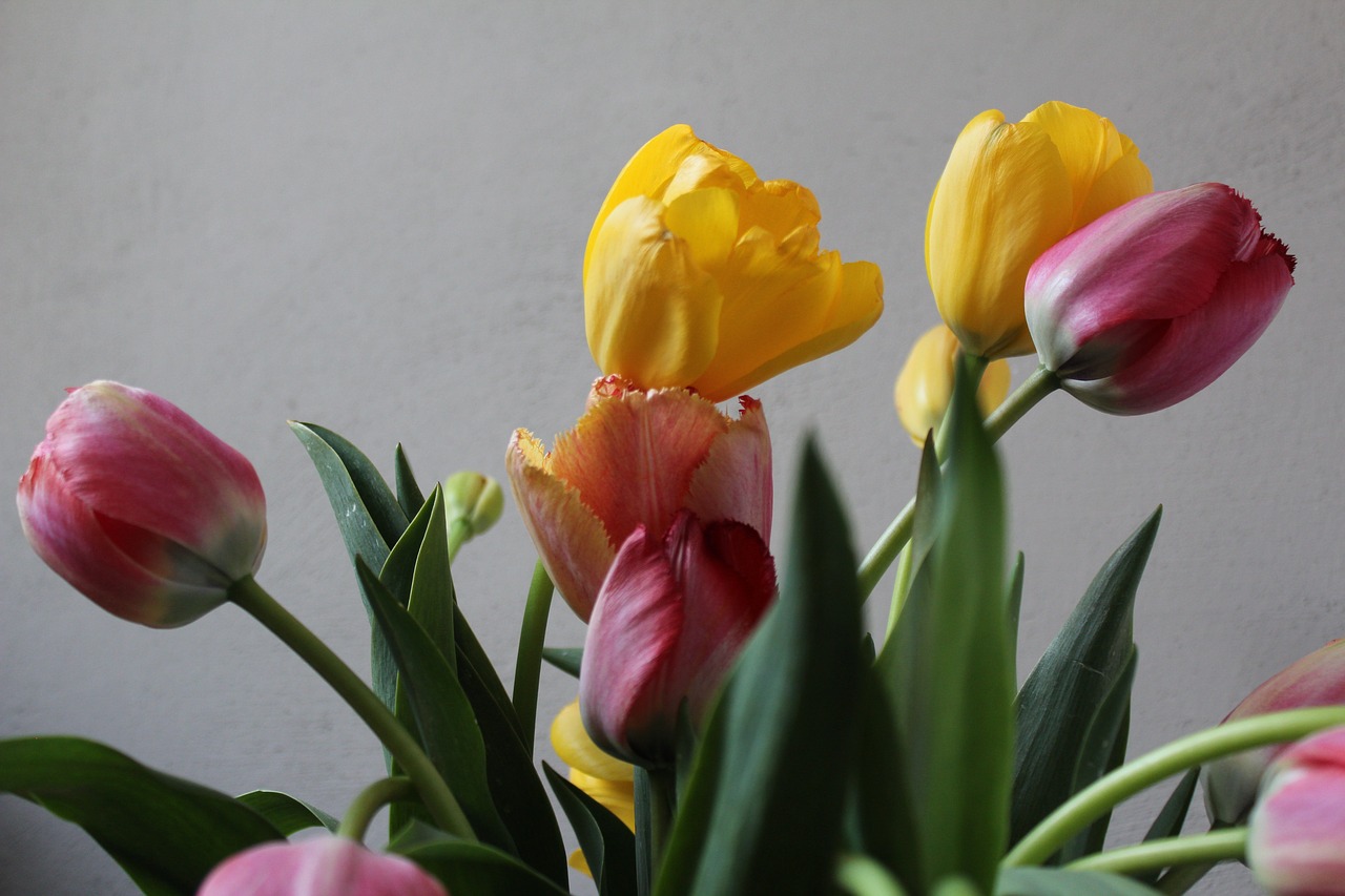 colorful  tulip bouquet  spring free photo