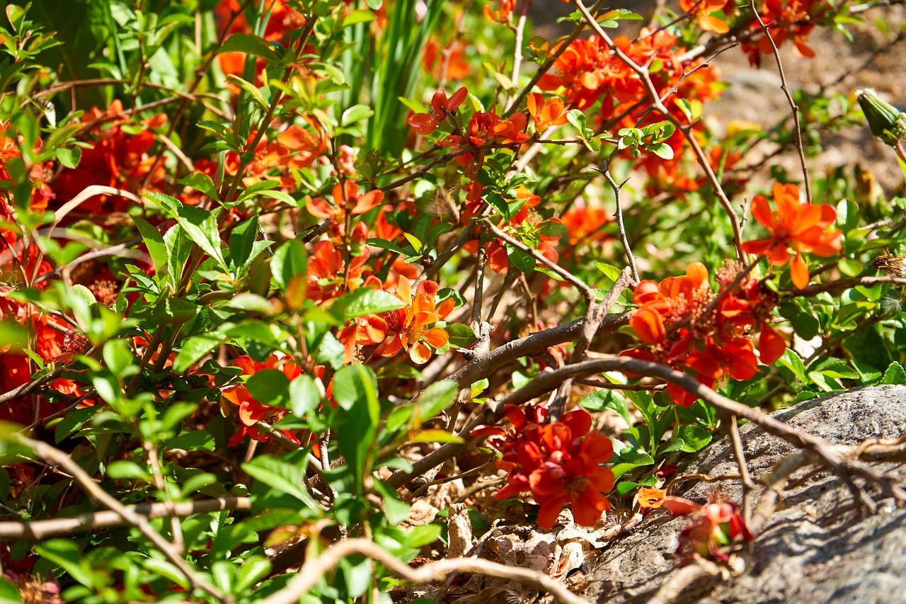 colorful  emoji  flower free photo