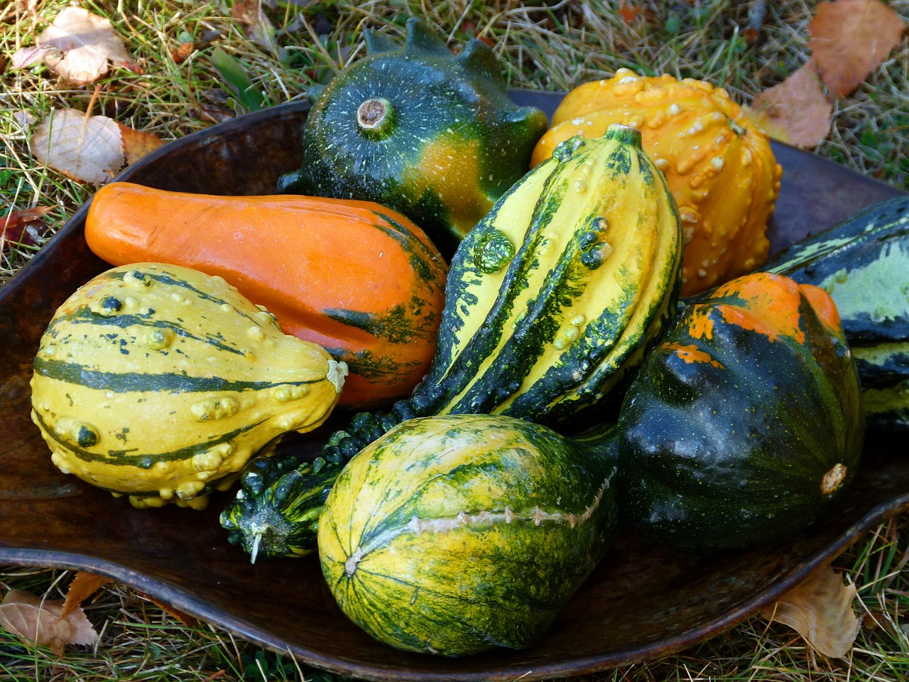 colorful pumpkin fall free photo