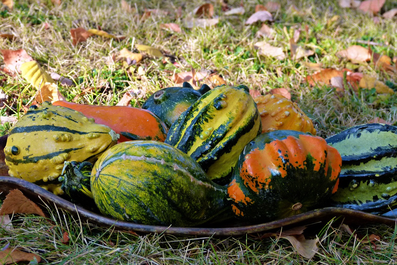 colorful pumpkins fall free photo