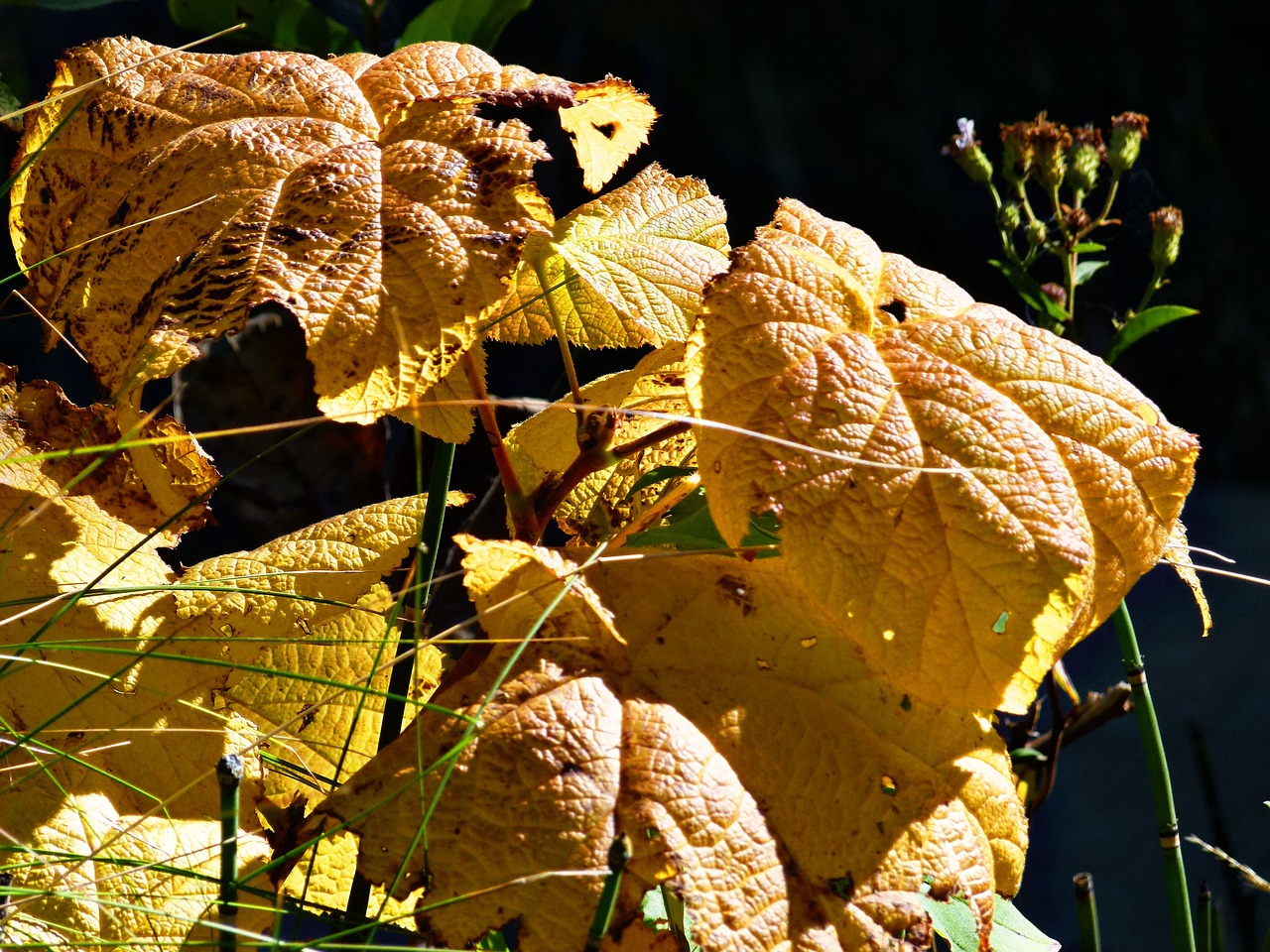 colorful leaves forest free photo