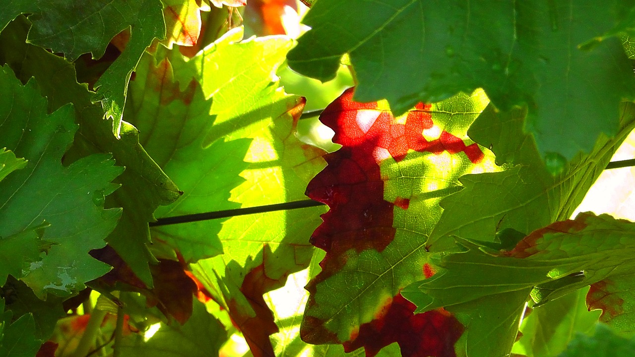 colorful leaves autumn free photo