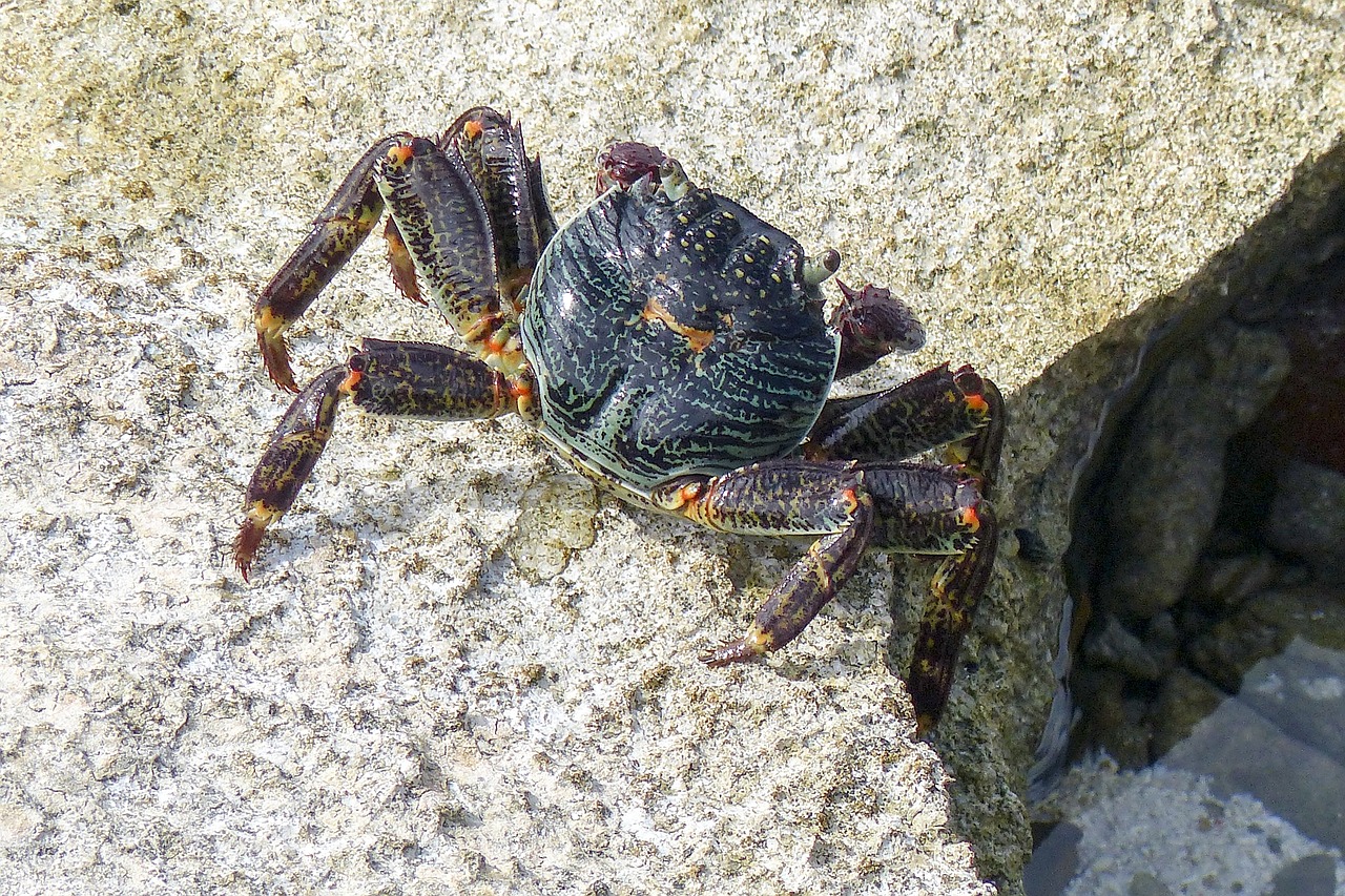 colorful crab ocean life free photo