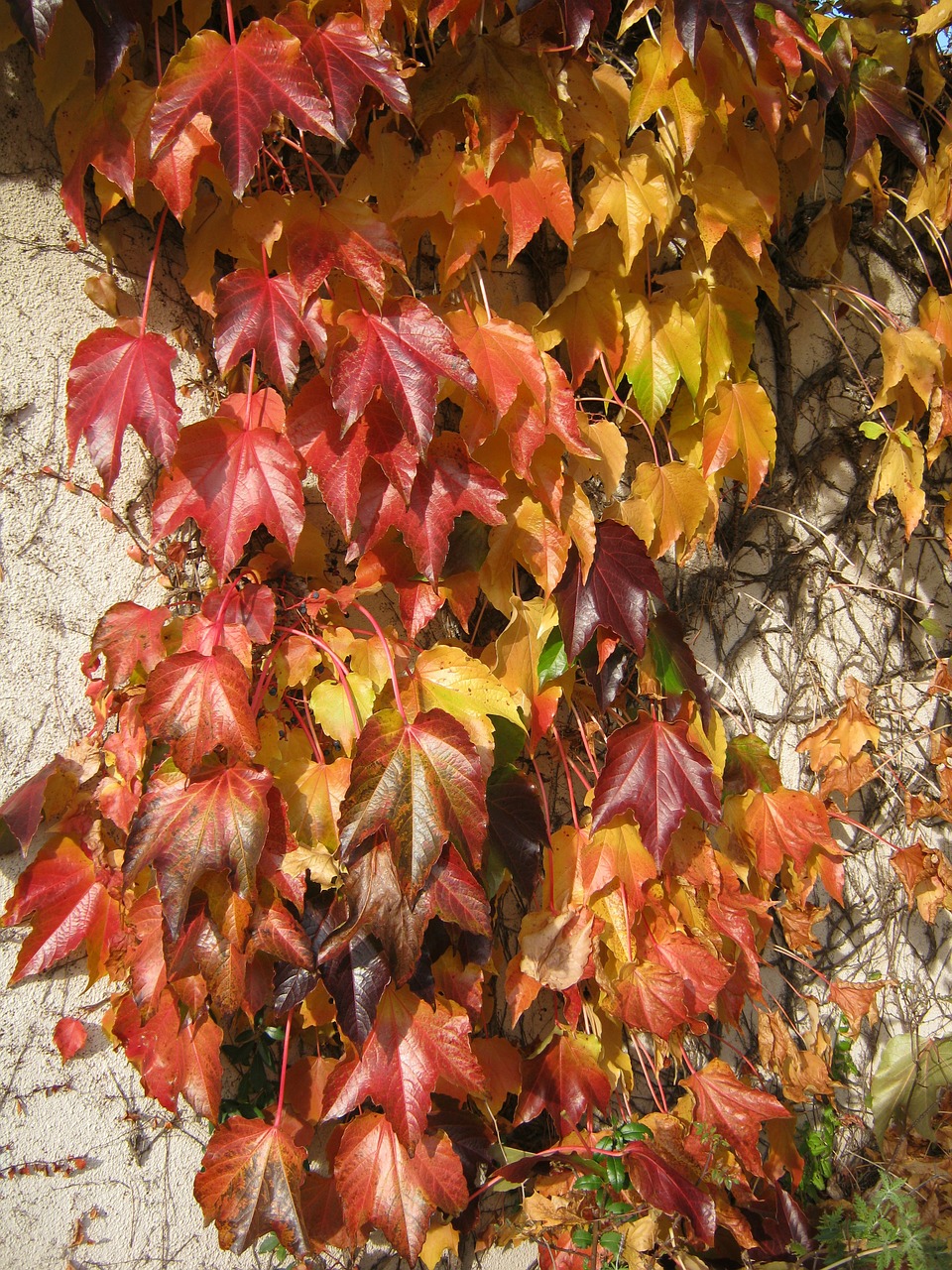 colorful vine autumn free photo