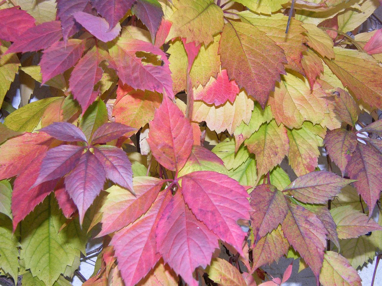 colorful vine autumn free photo