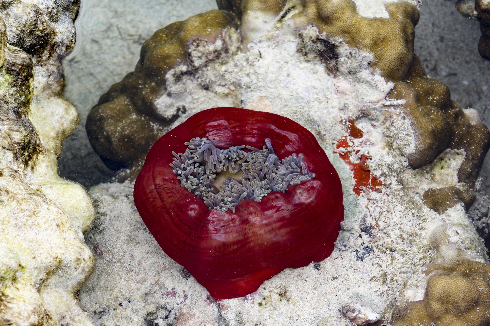 amphiprion anemone anemonefish free photo