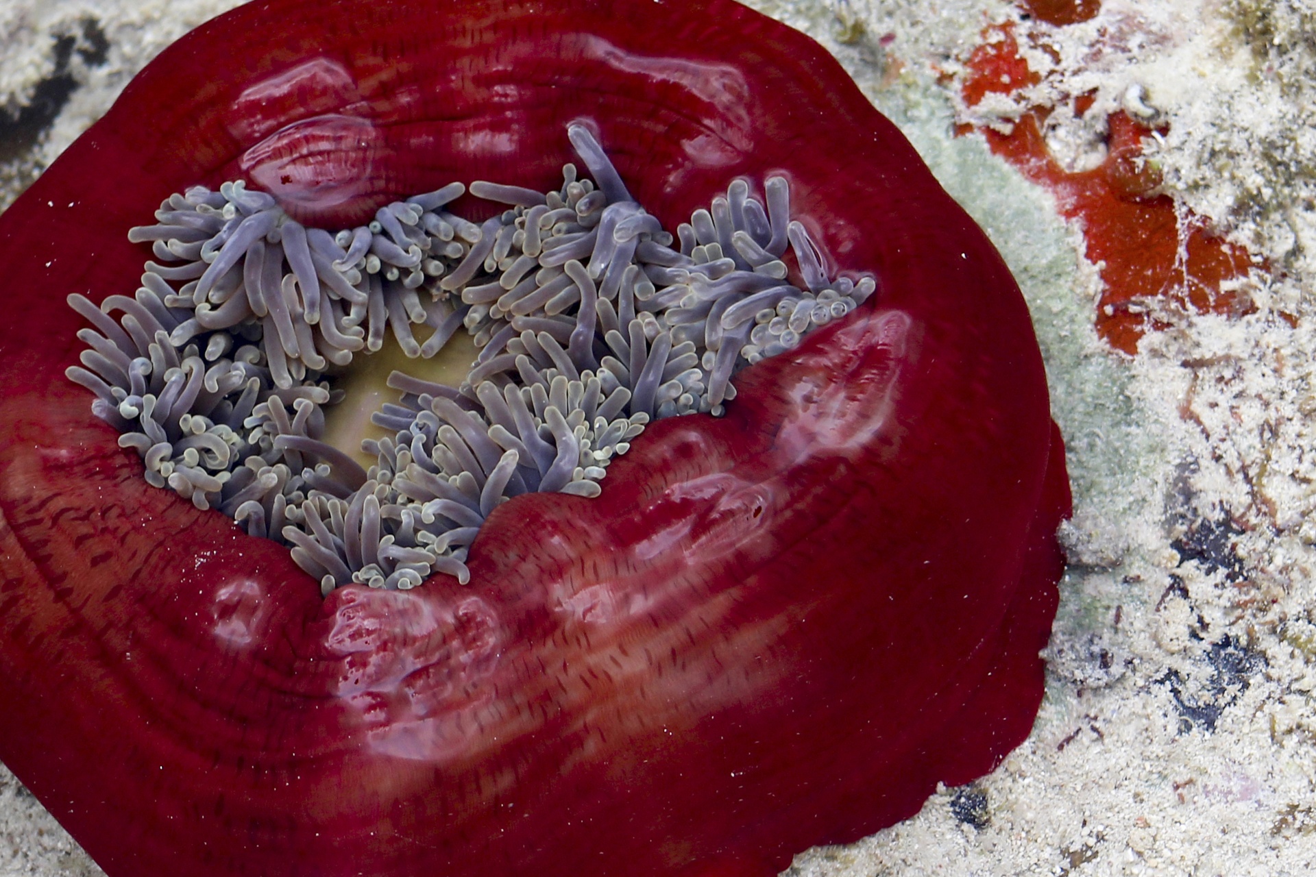 amphiprion anemone anemonefish free photo