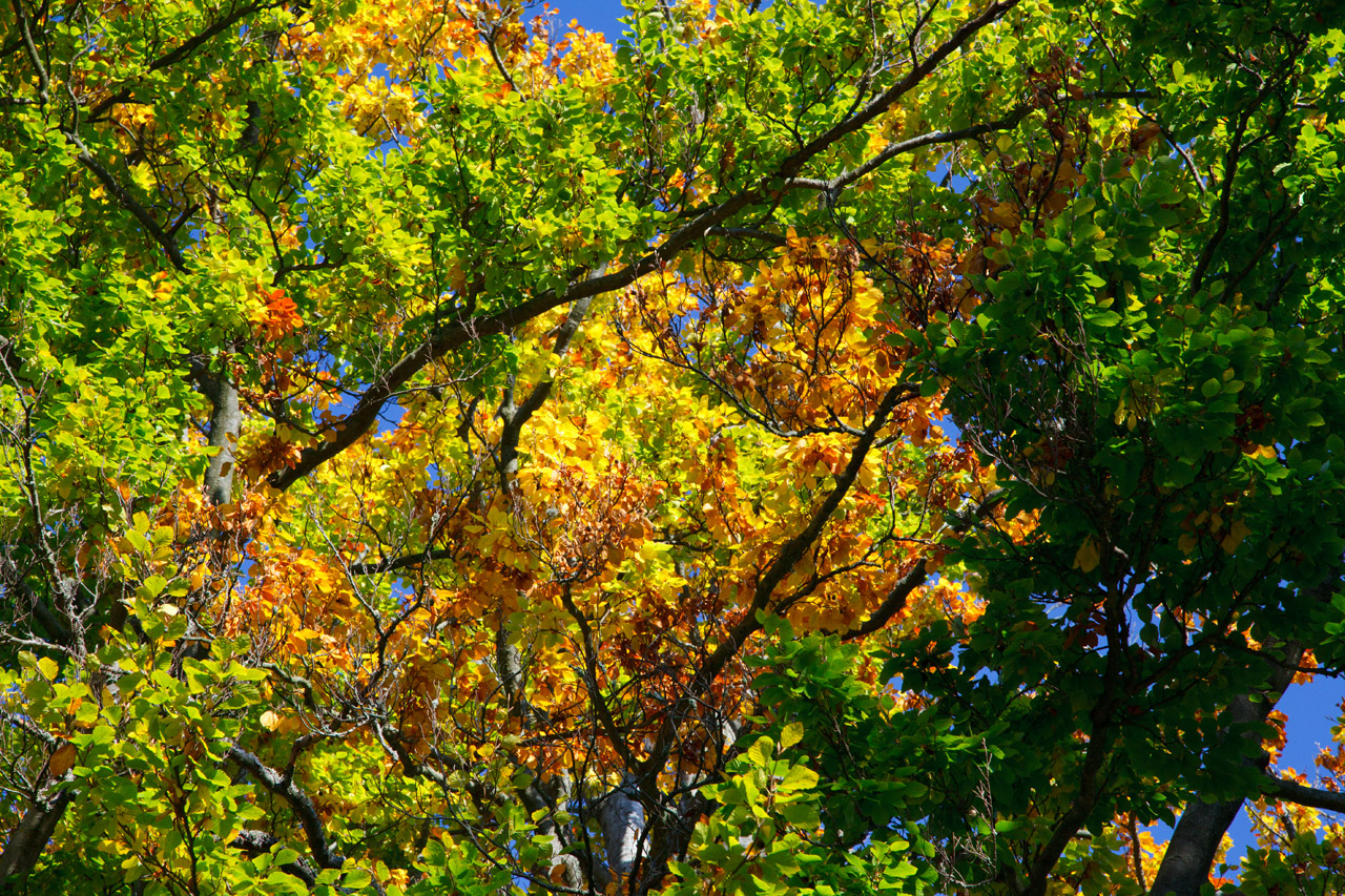 autumn background beech free photo