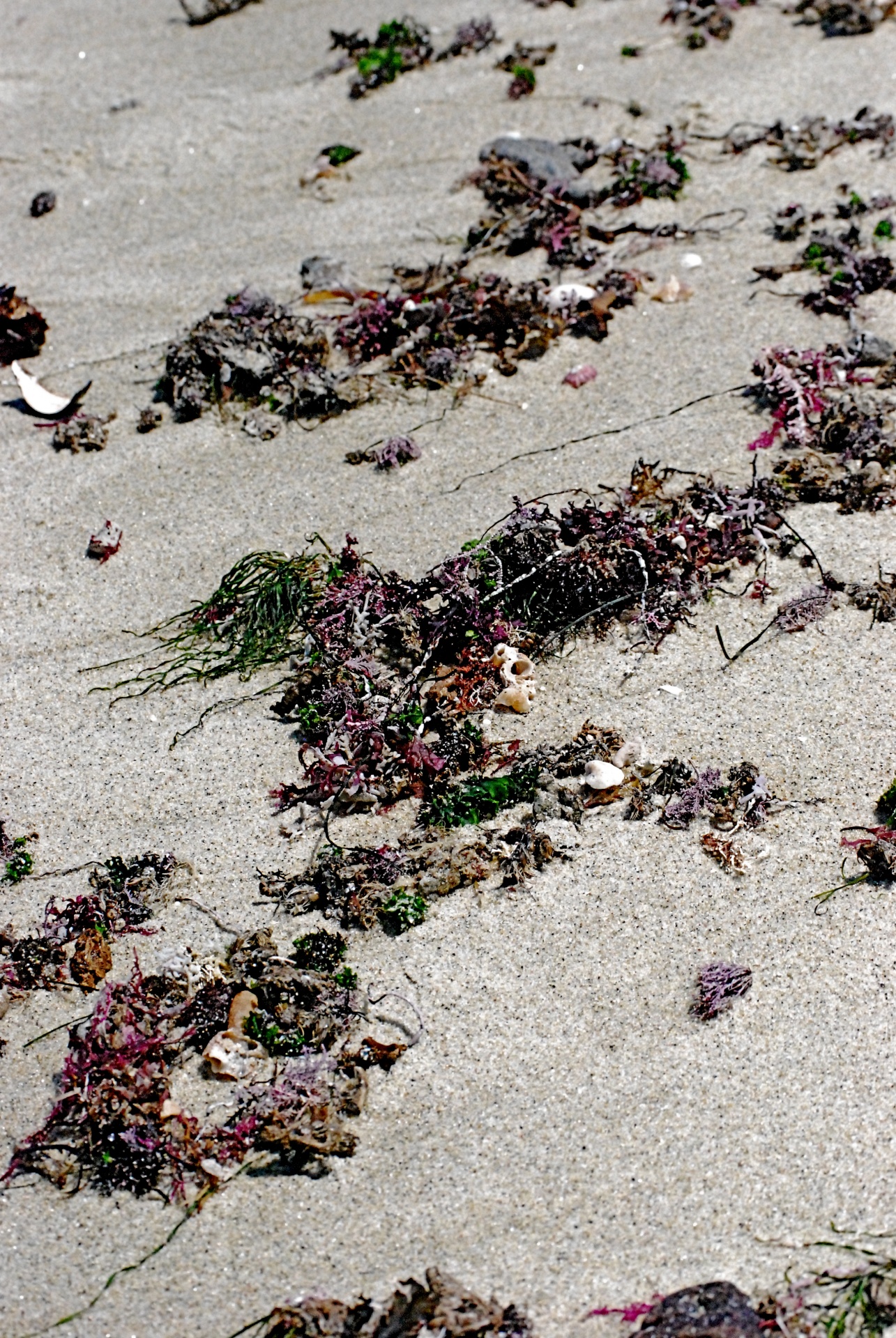beach sand seaweed free photo