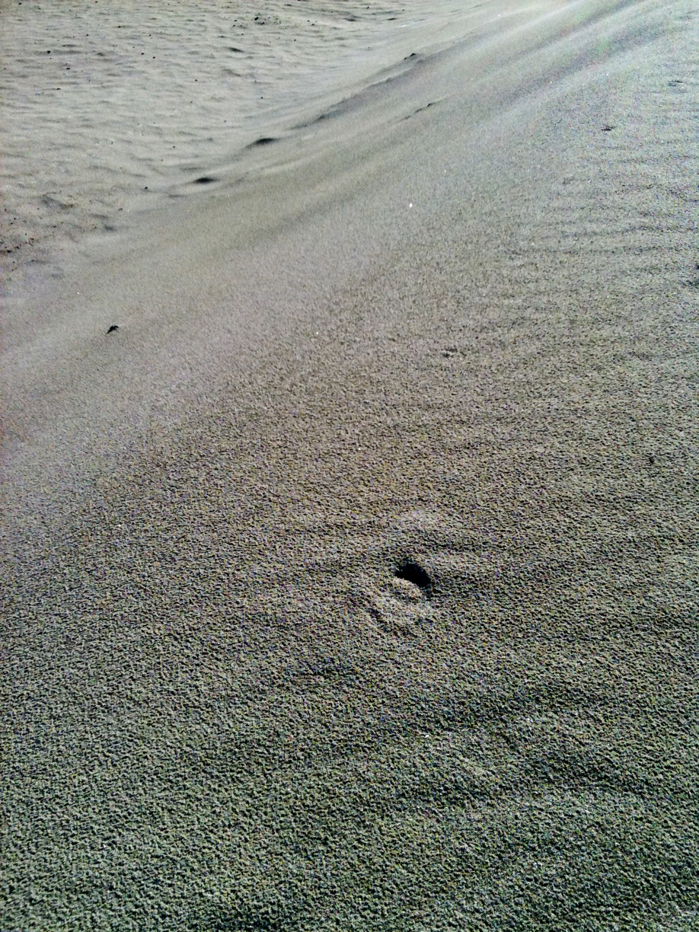 beach sand green free photo