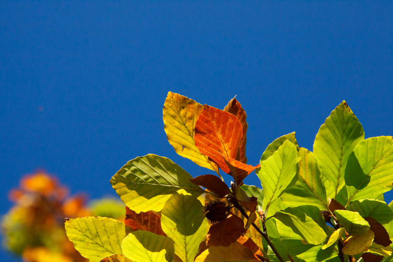 autumn background beech free photo