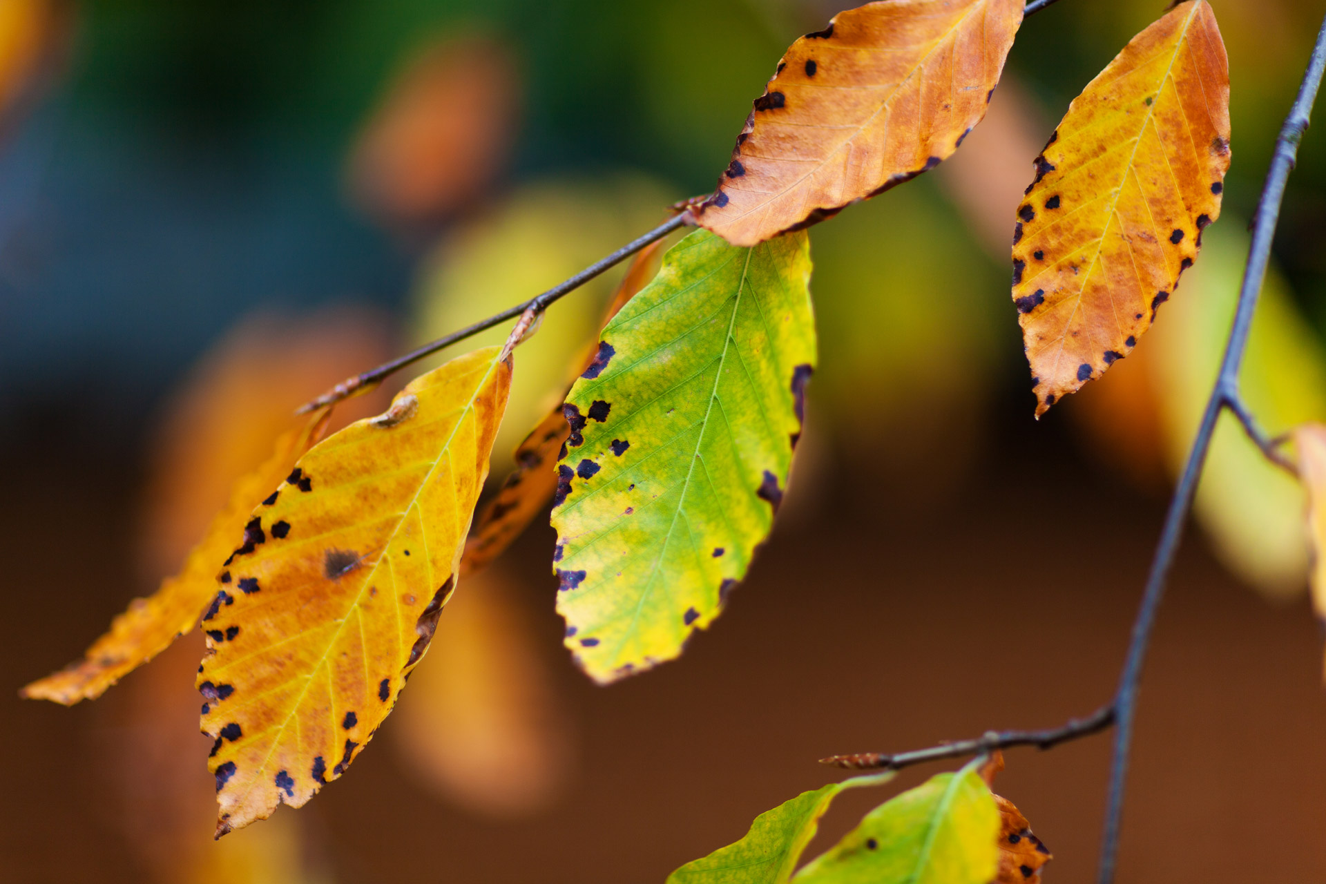 autumn beech branch free photo