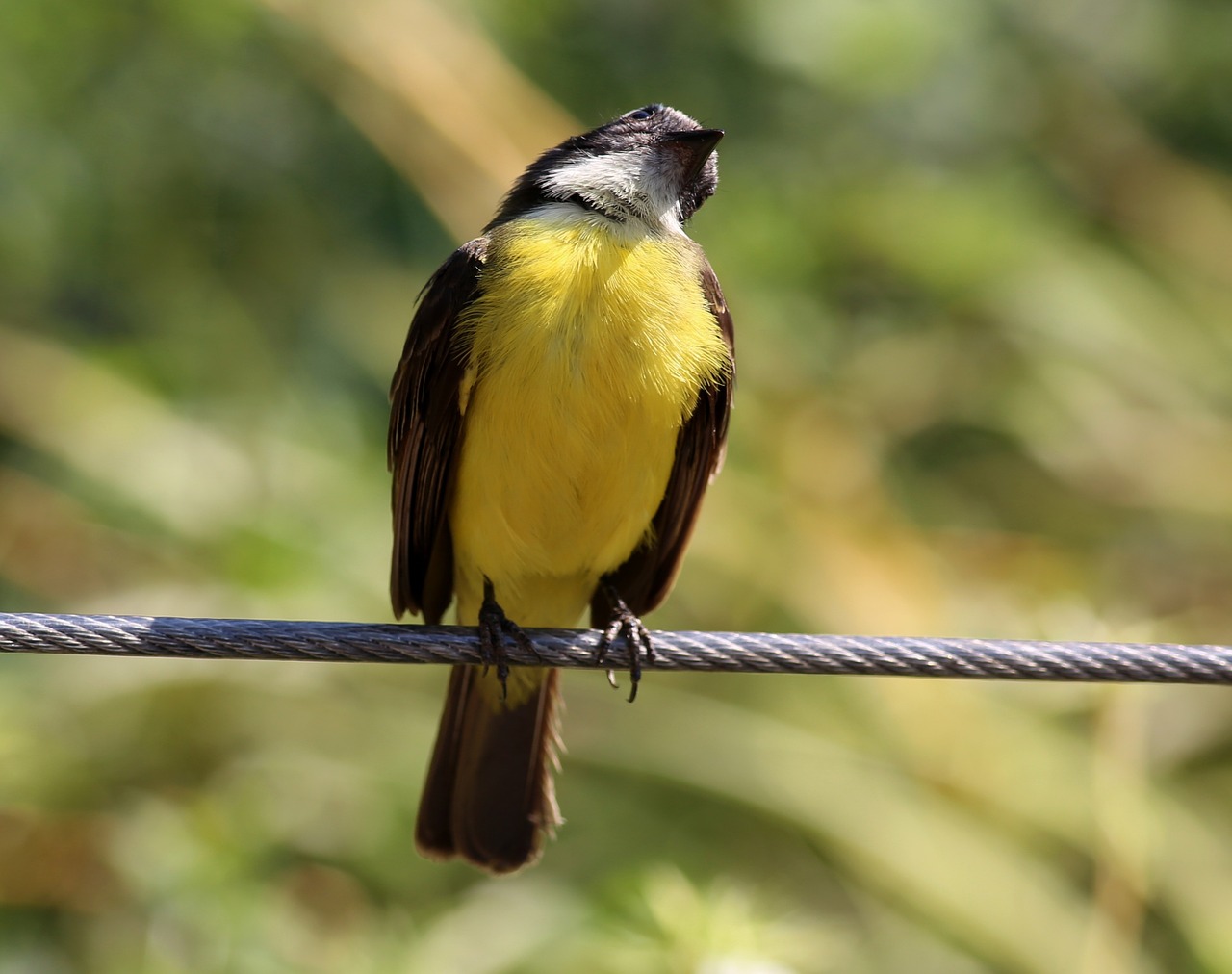 colorful bird bird on the wire tropical free photo