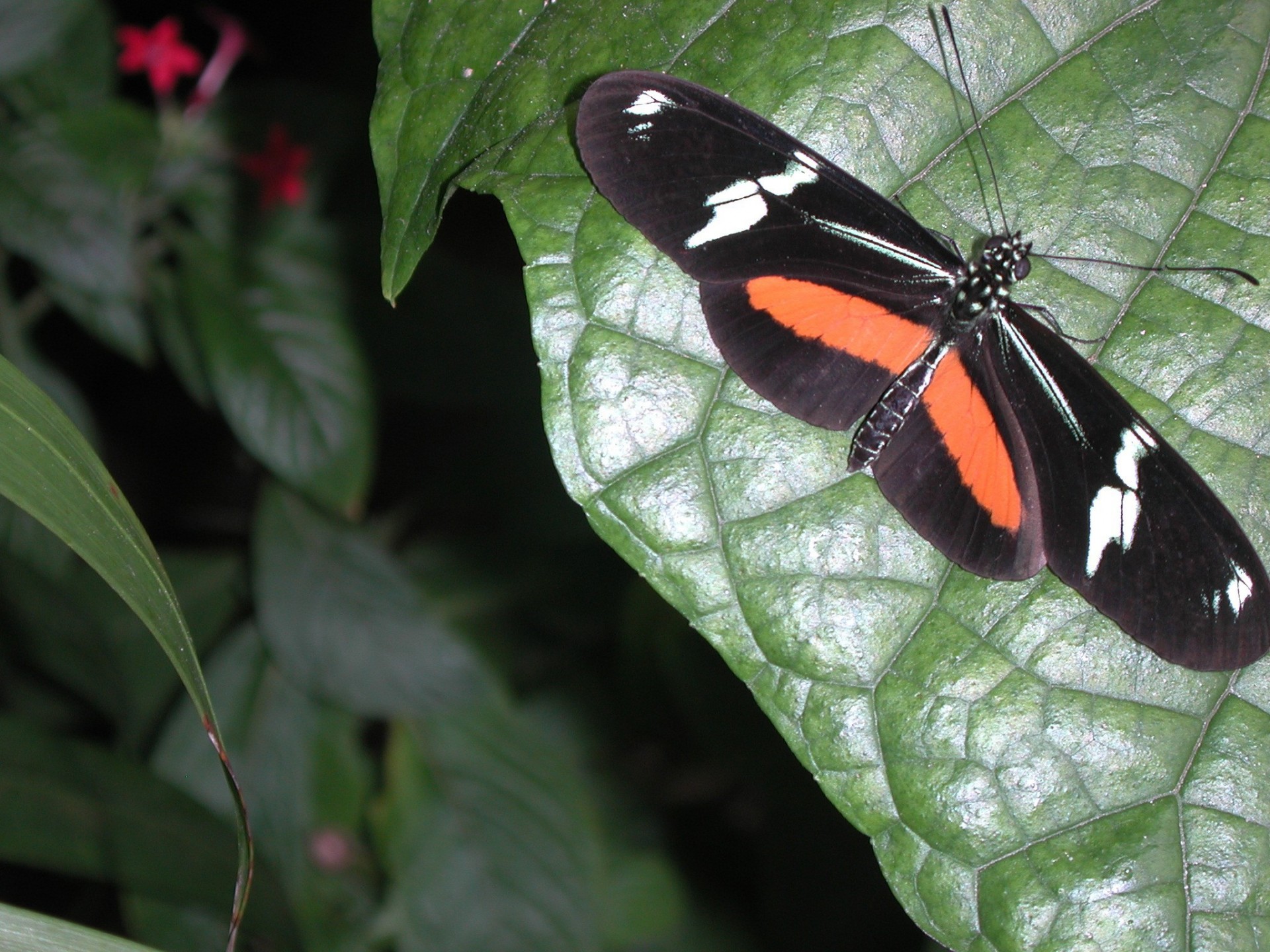beauty butterfly butterfly-garden free photo