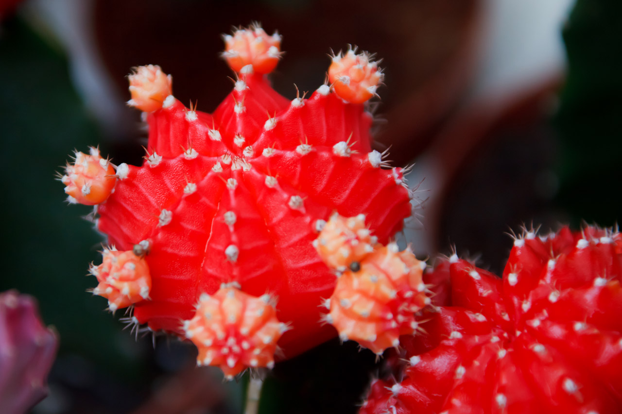 cactus closeup color free photo