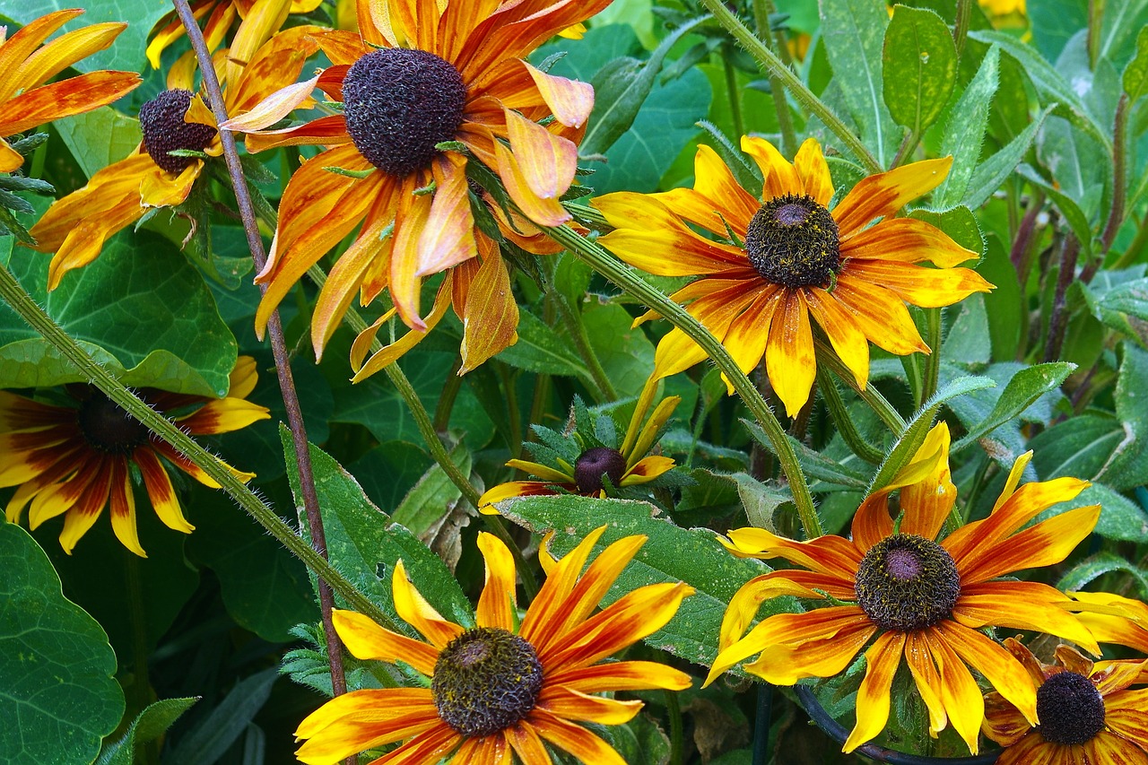 colorful colorado sunflowers  sunflowers  flowers free photo