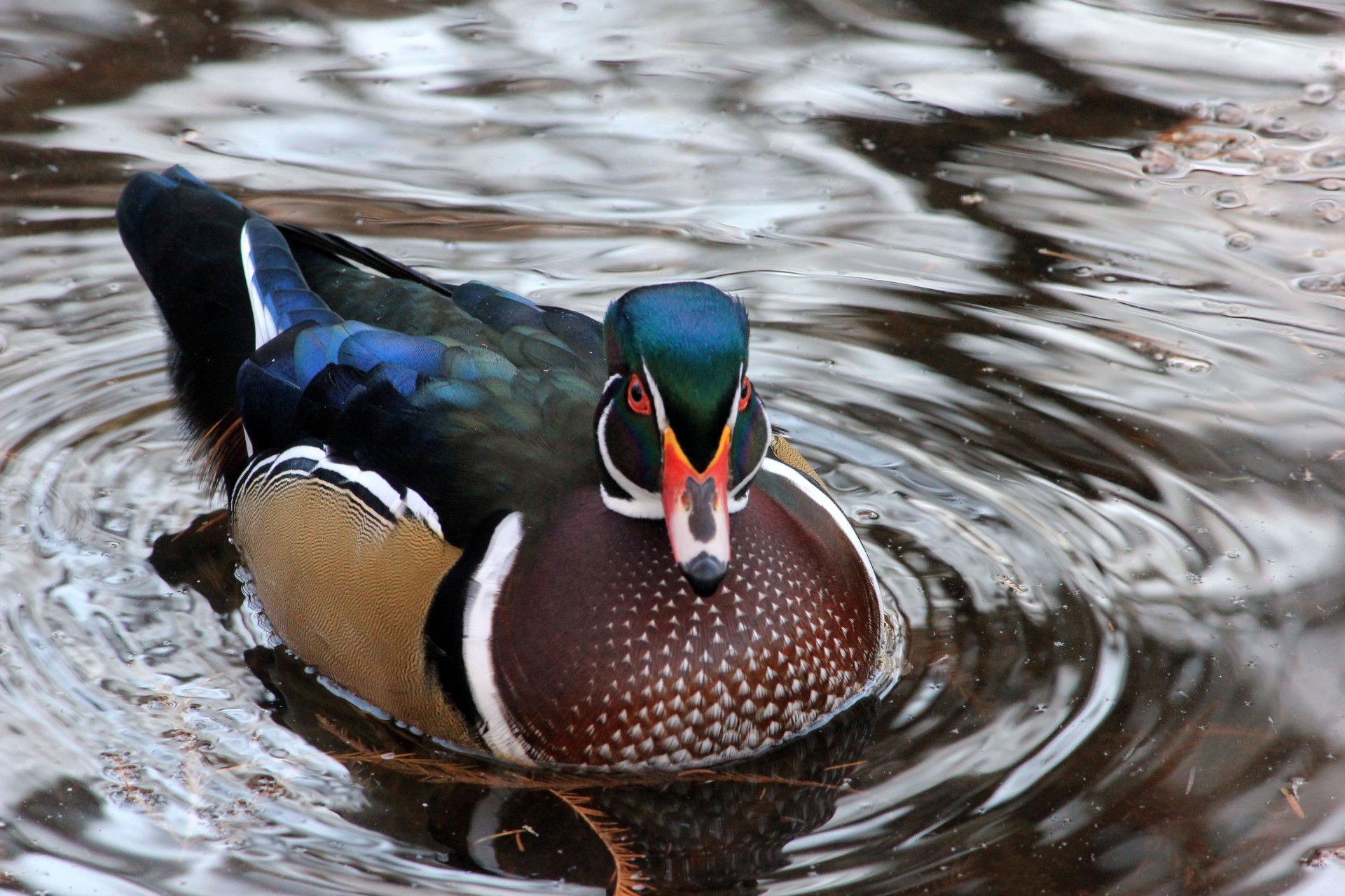 duck color waterfowl free photo