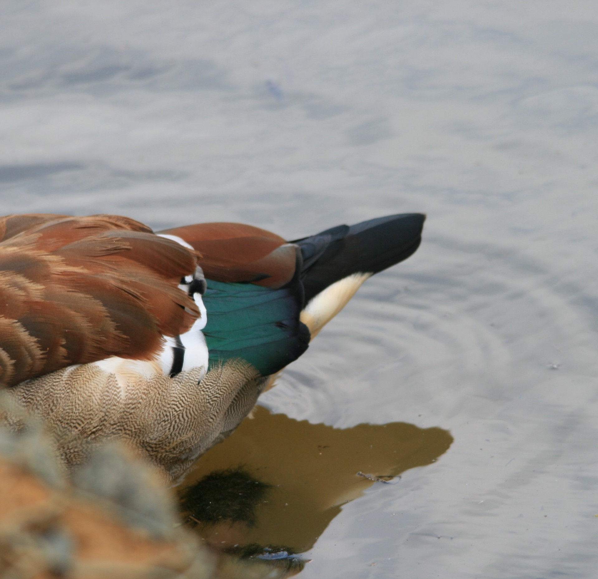 duck tail plumage free photo