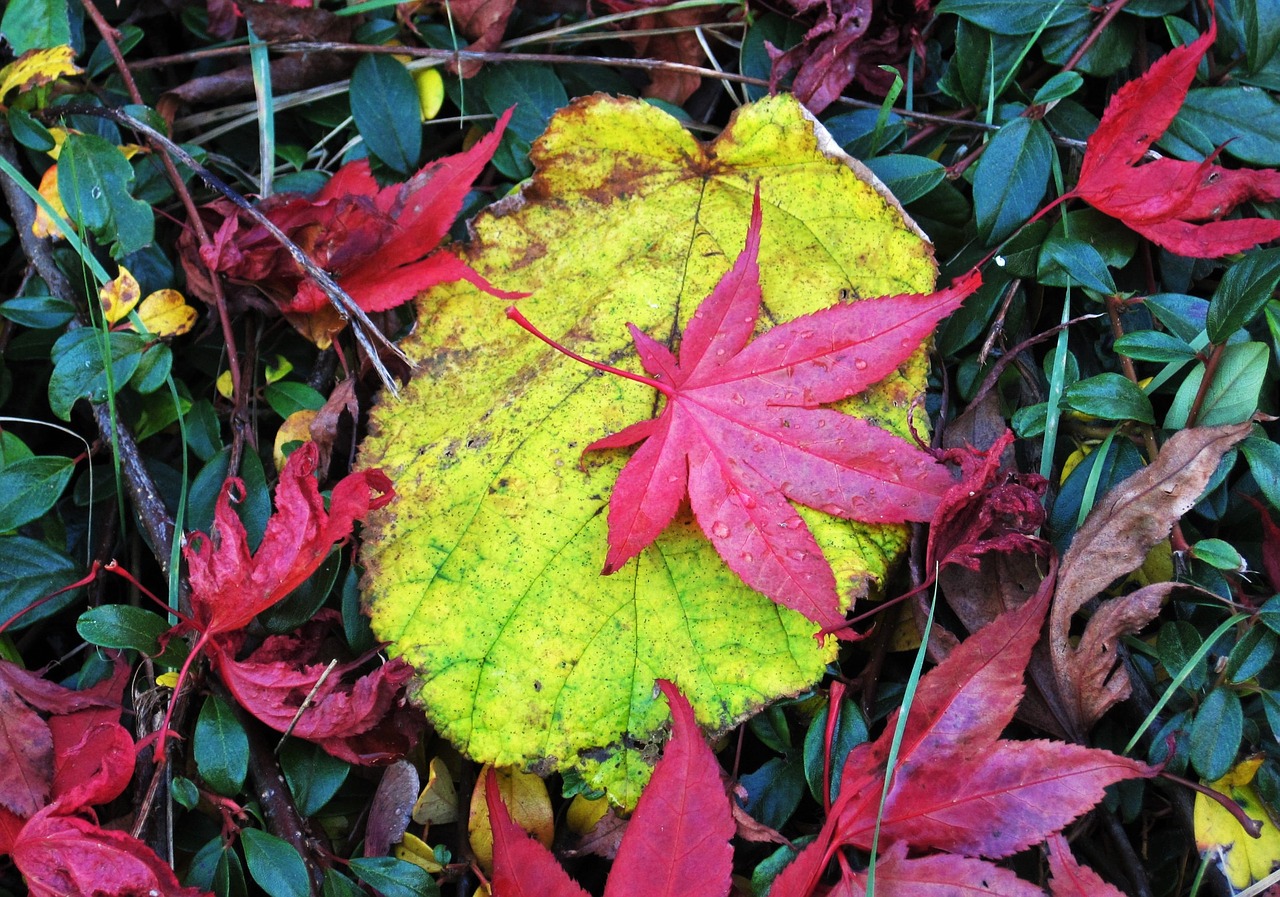 colorful fall leaves different leaves colorful leaves free photo