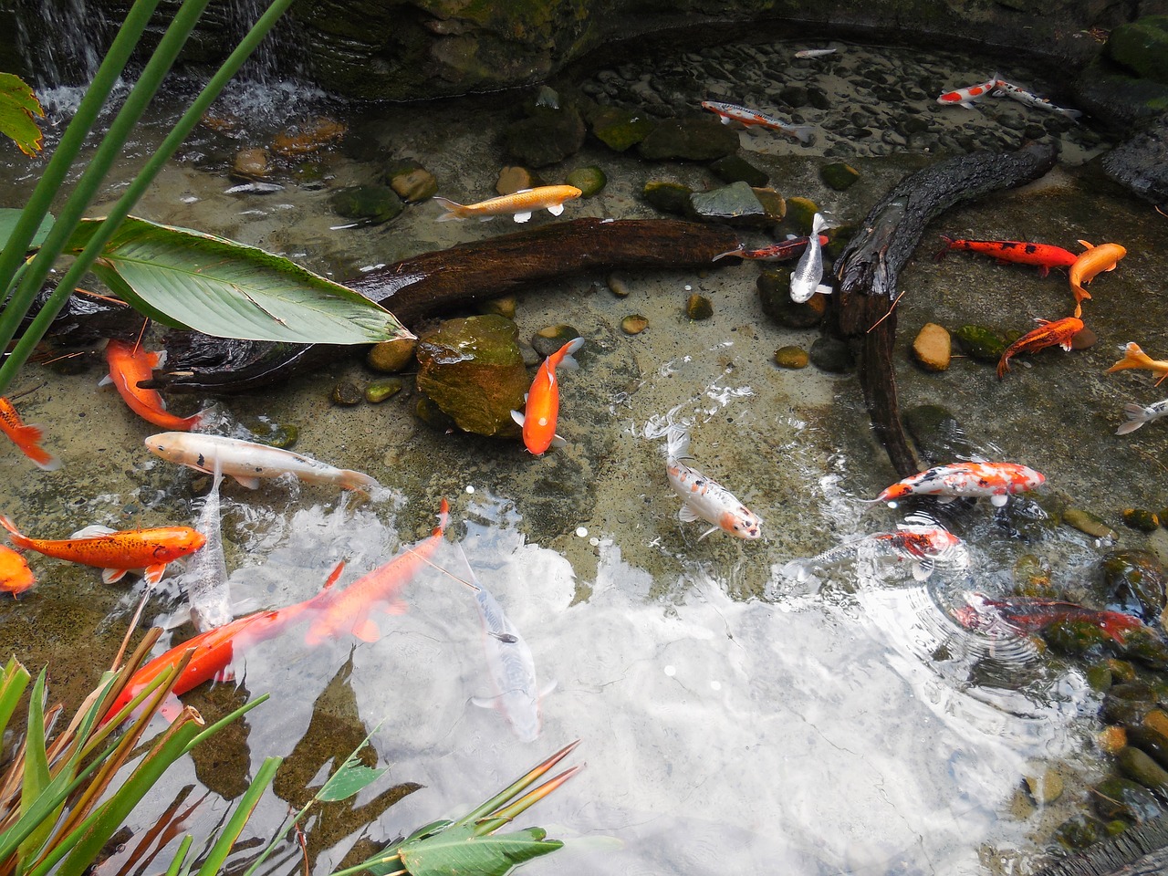 colorful fishes fish pond fishes free photo