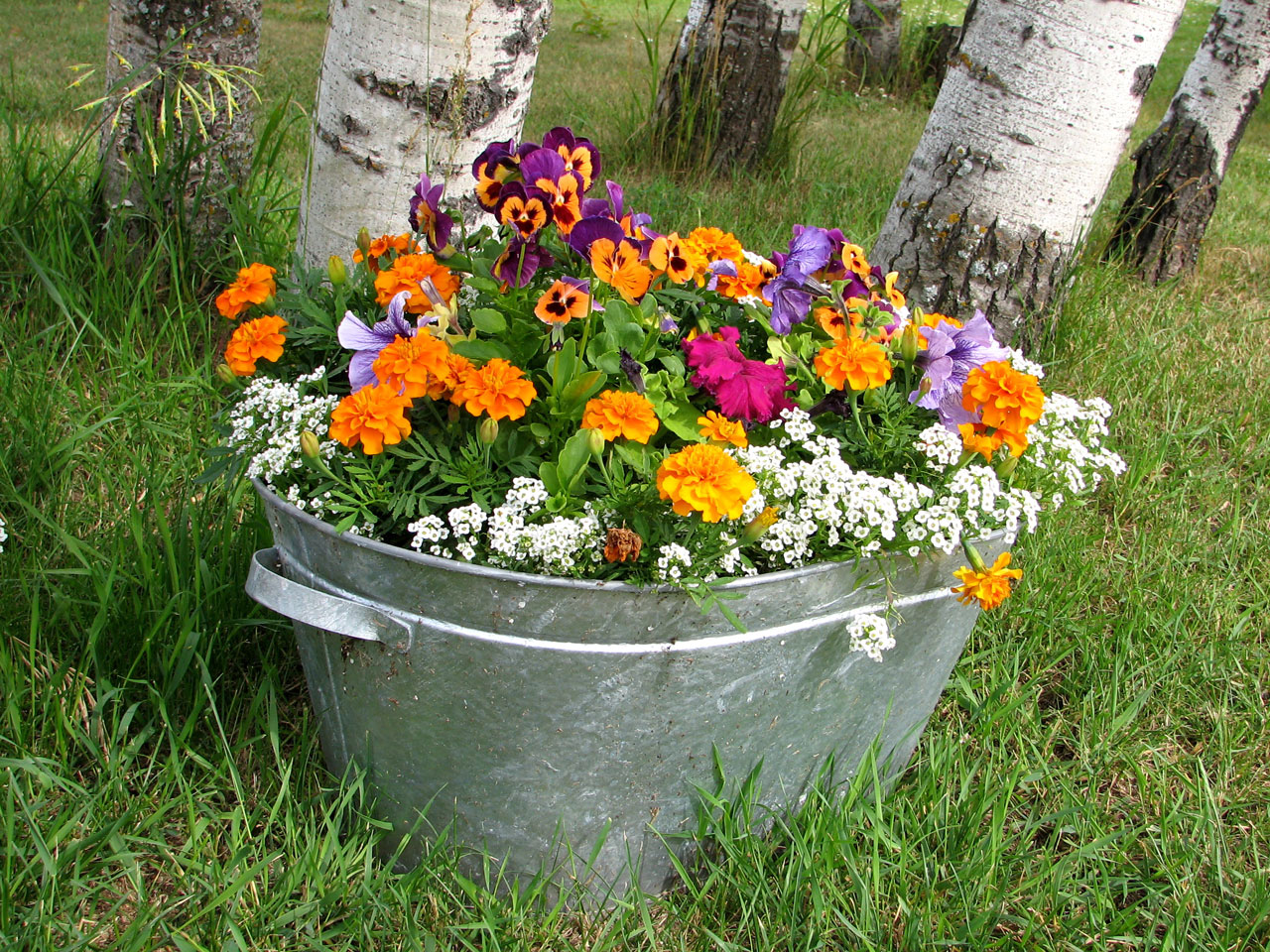 flowers pot grow free photo
