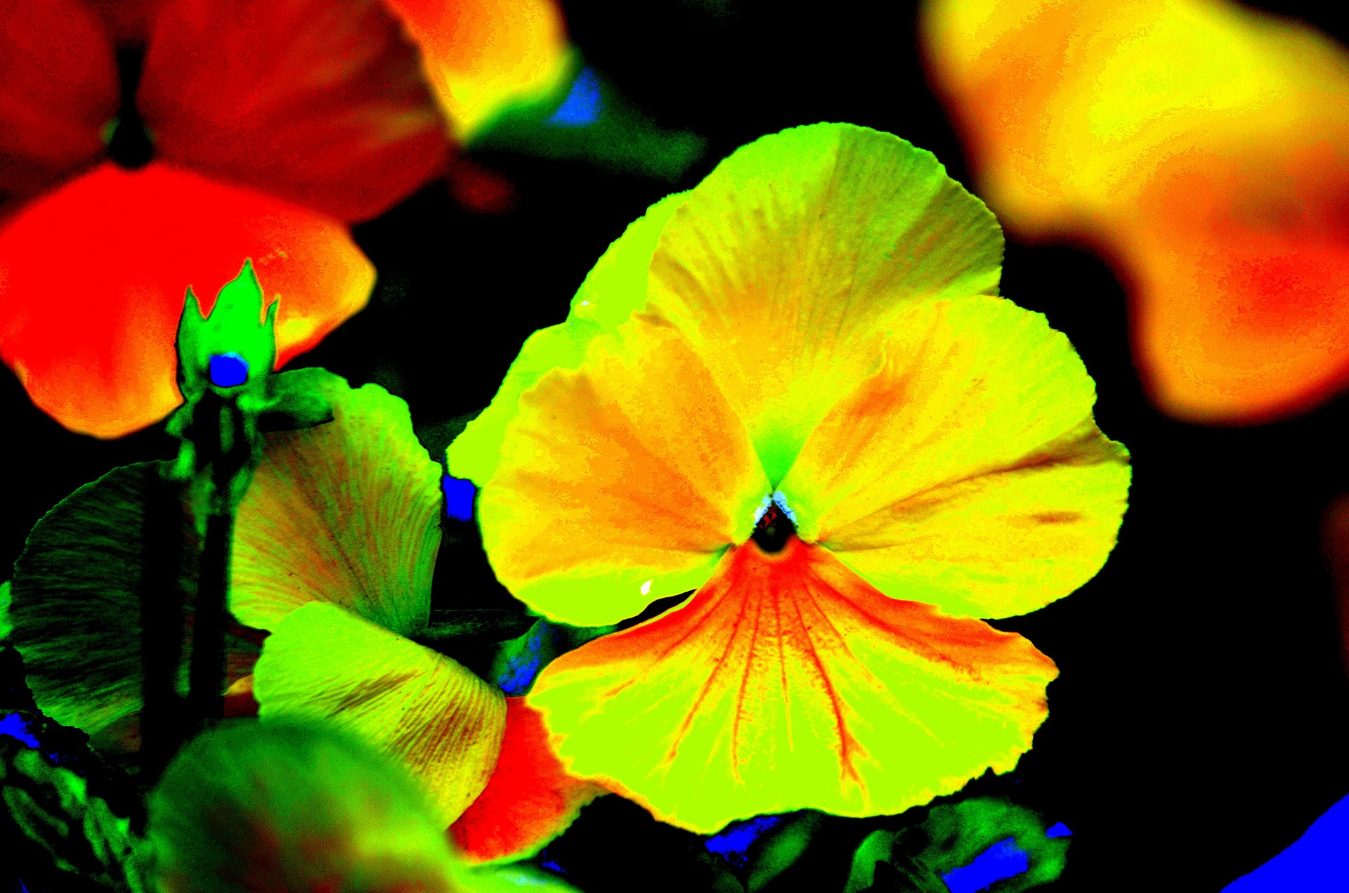 flower flowers pansy free photo