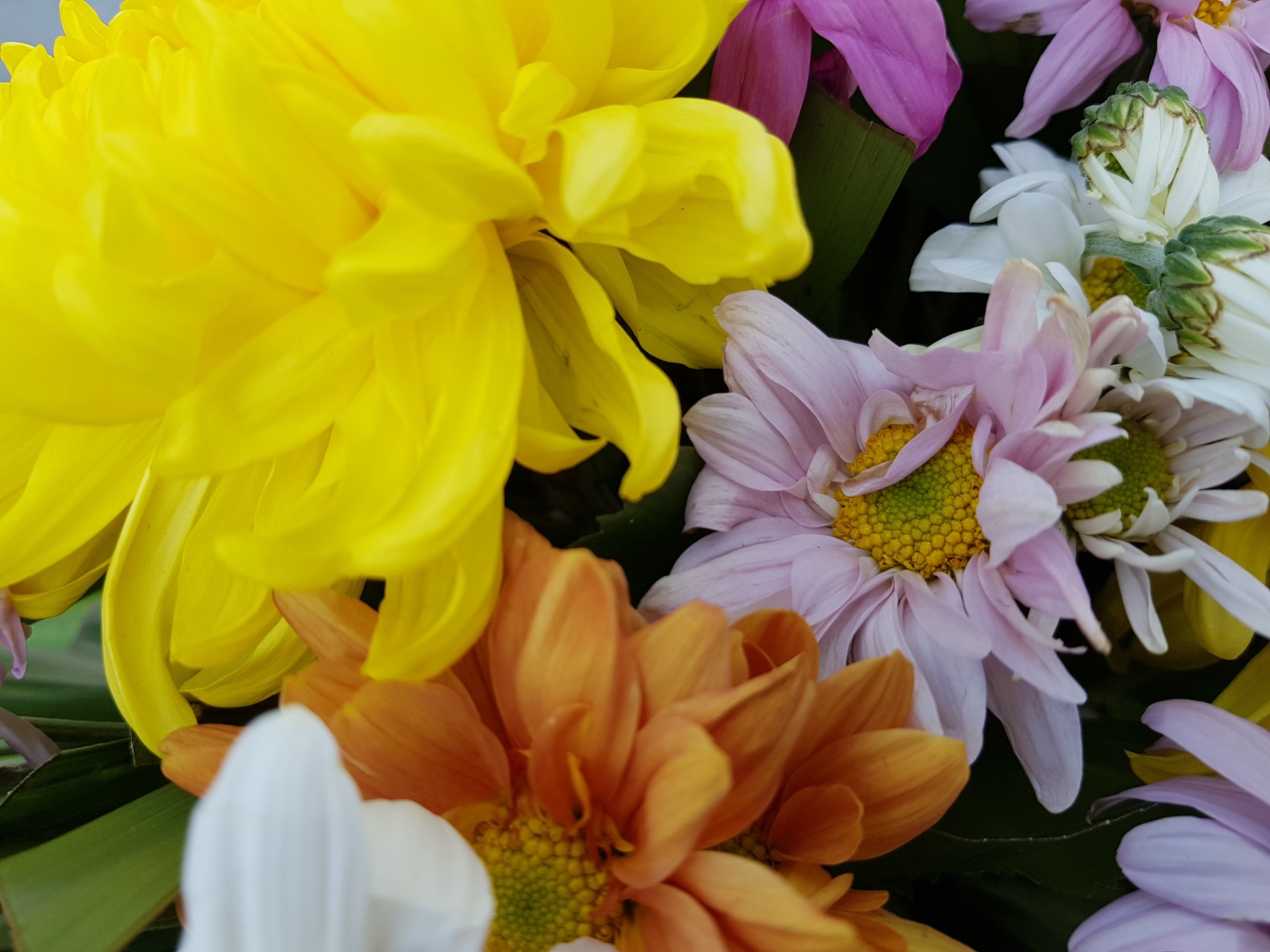 colorful flowers flowrs yellow flowers free photo