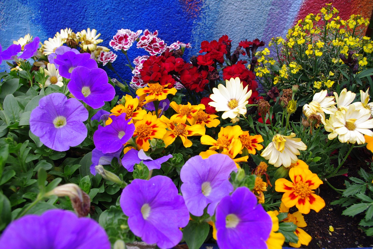 colorful flowers farbenpracht b free photo