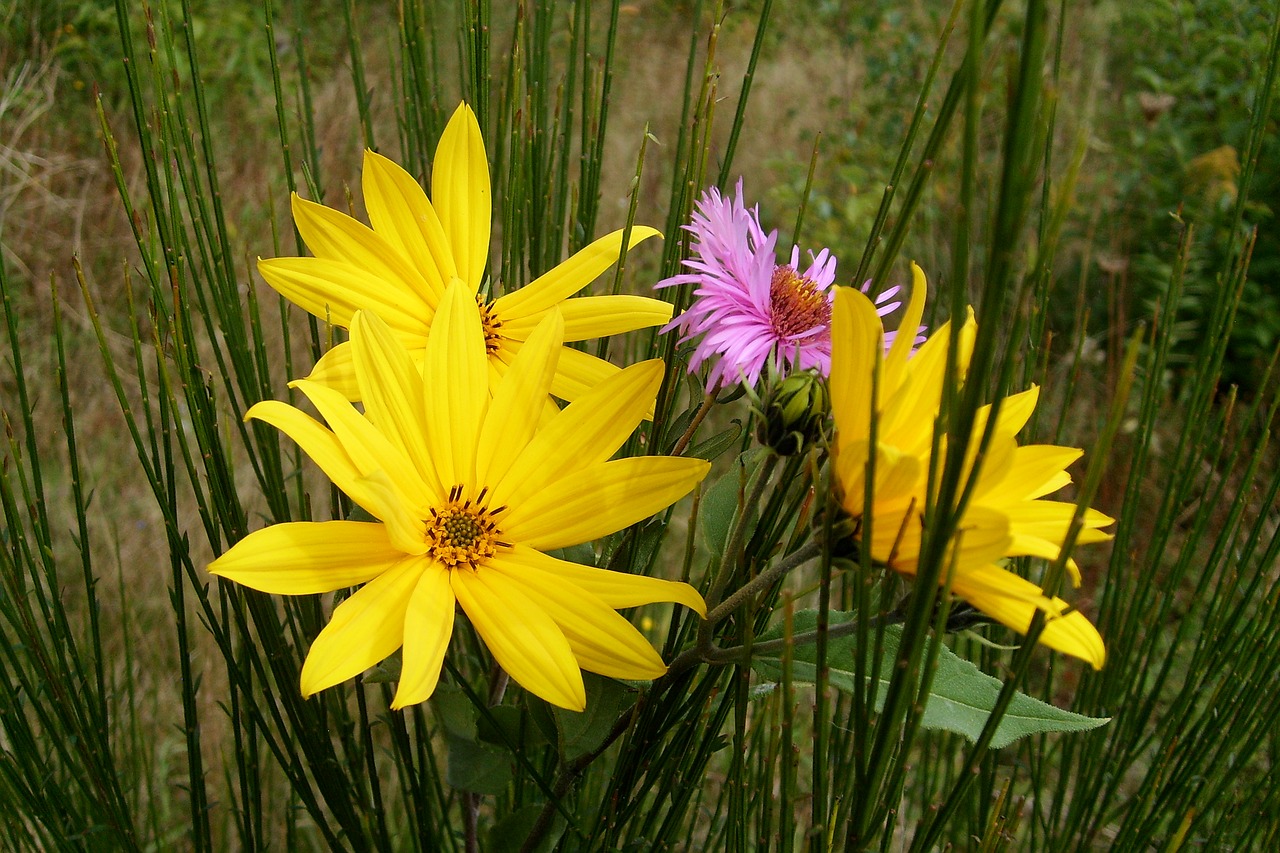 colorful flowers blooming the beauty of nature free photo