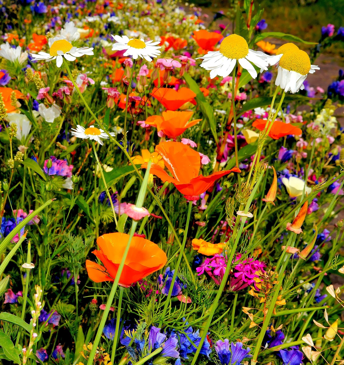 colorful flowers wild flowers garden free photo