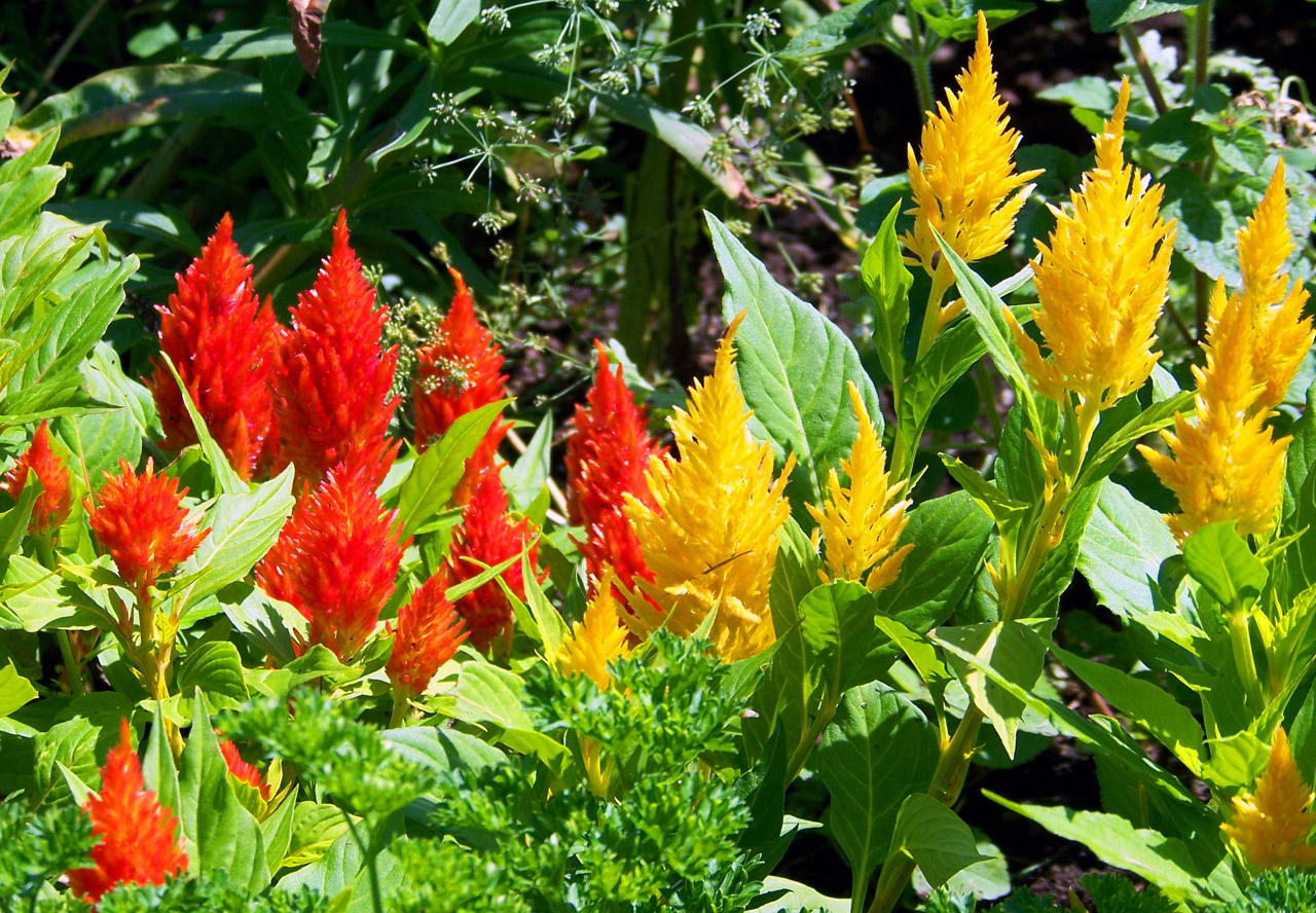 color flowers colorful flowers free photo