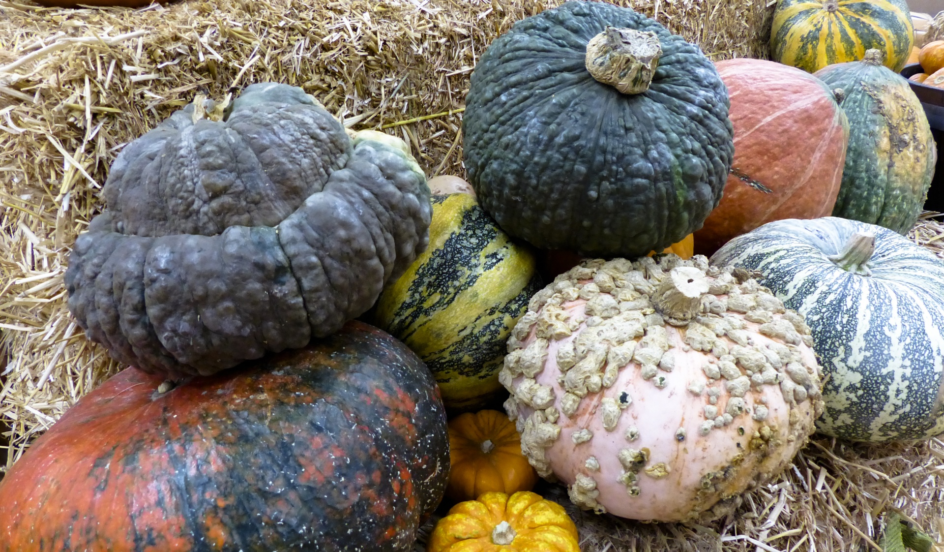 agriculture autumn background free photo