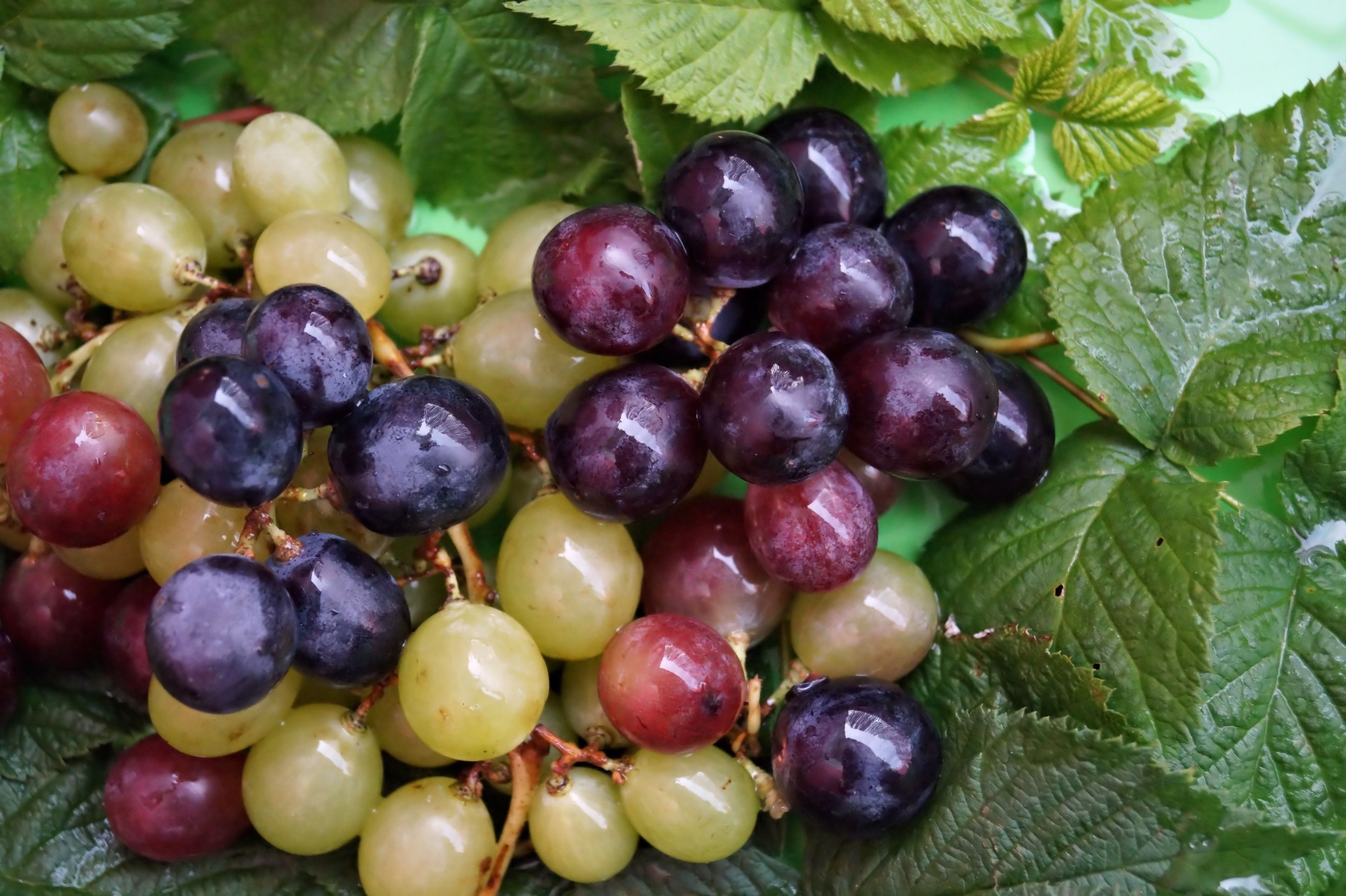 nature colorful grapes free photo