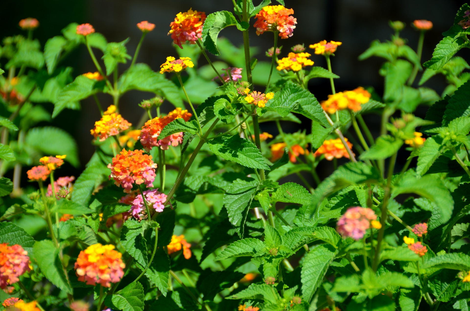 beautiful bloom blooming free photo