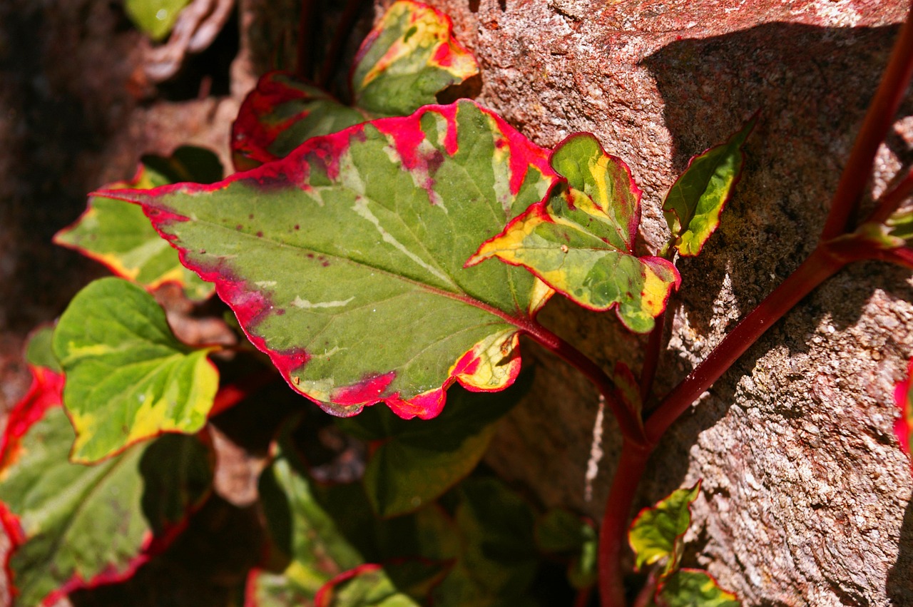 colorful leaf leaf colorful free photo