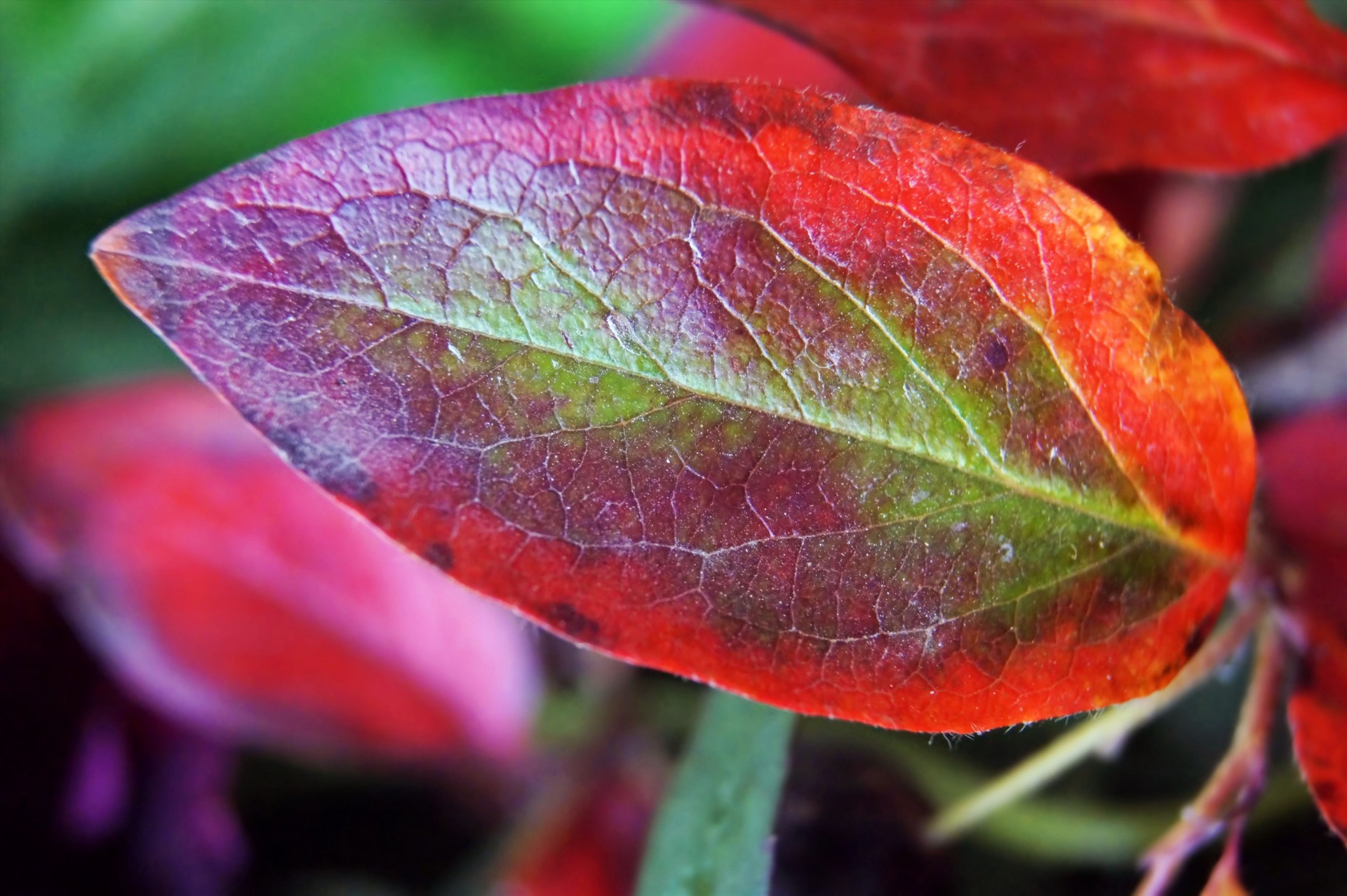 colorful leaf photo free photo